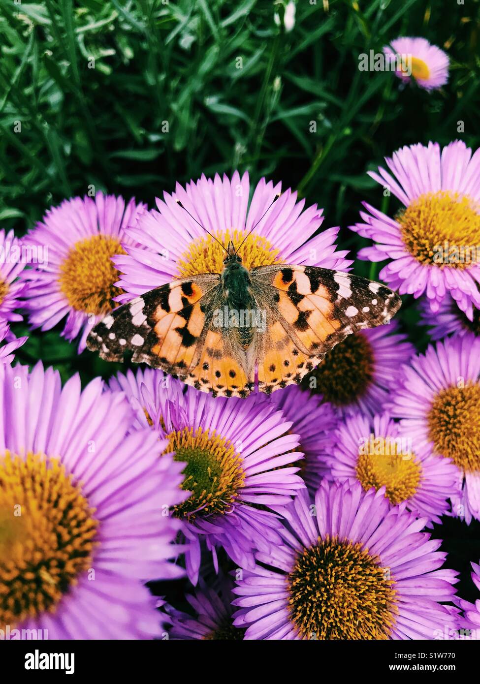 Painted Lady Butterfly Fütterung auf Erigeron seaside Gänseblümchen Stockfoto