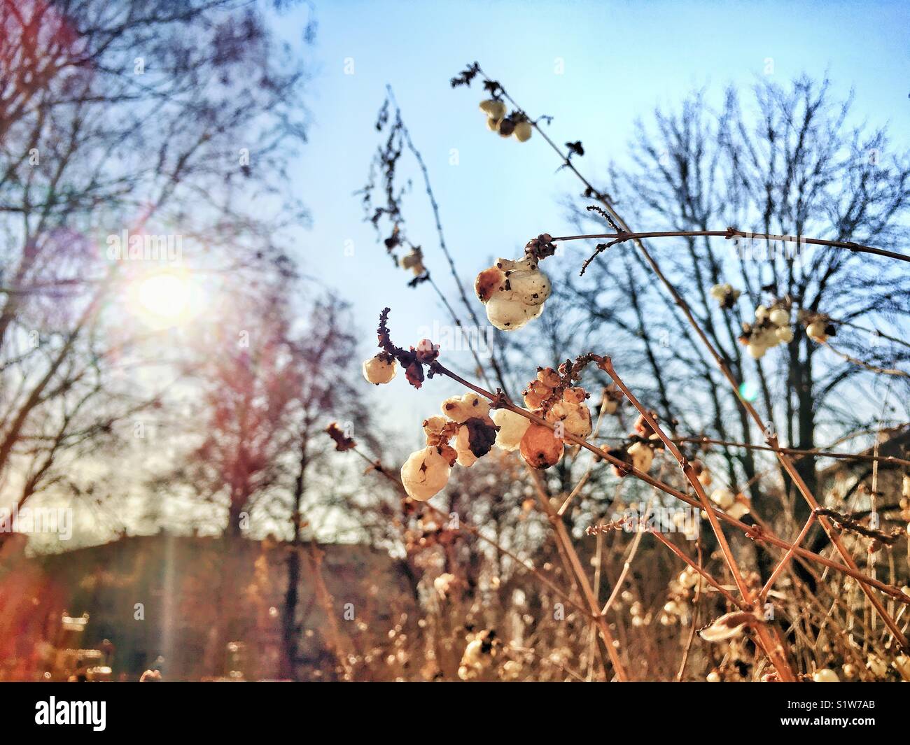 Wo es Licht gibt, gibt es das Leben und wo es Leben gibt, gibt es Schönheit - Smartphone-aufgenommenes Stockfoto