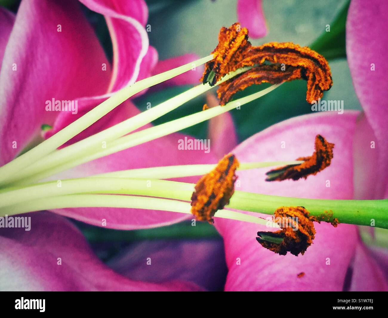 Makro von Lily flower Staubgefäße mit Pollen Stockfoto