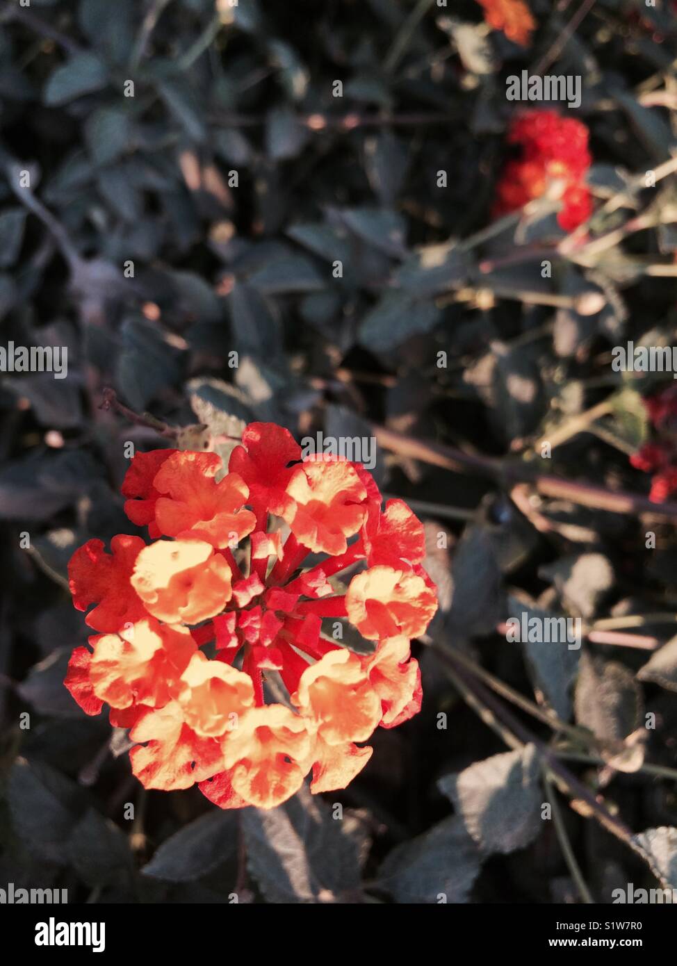 Rote Blumen und grüne Blätter treibt. Stockfoto