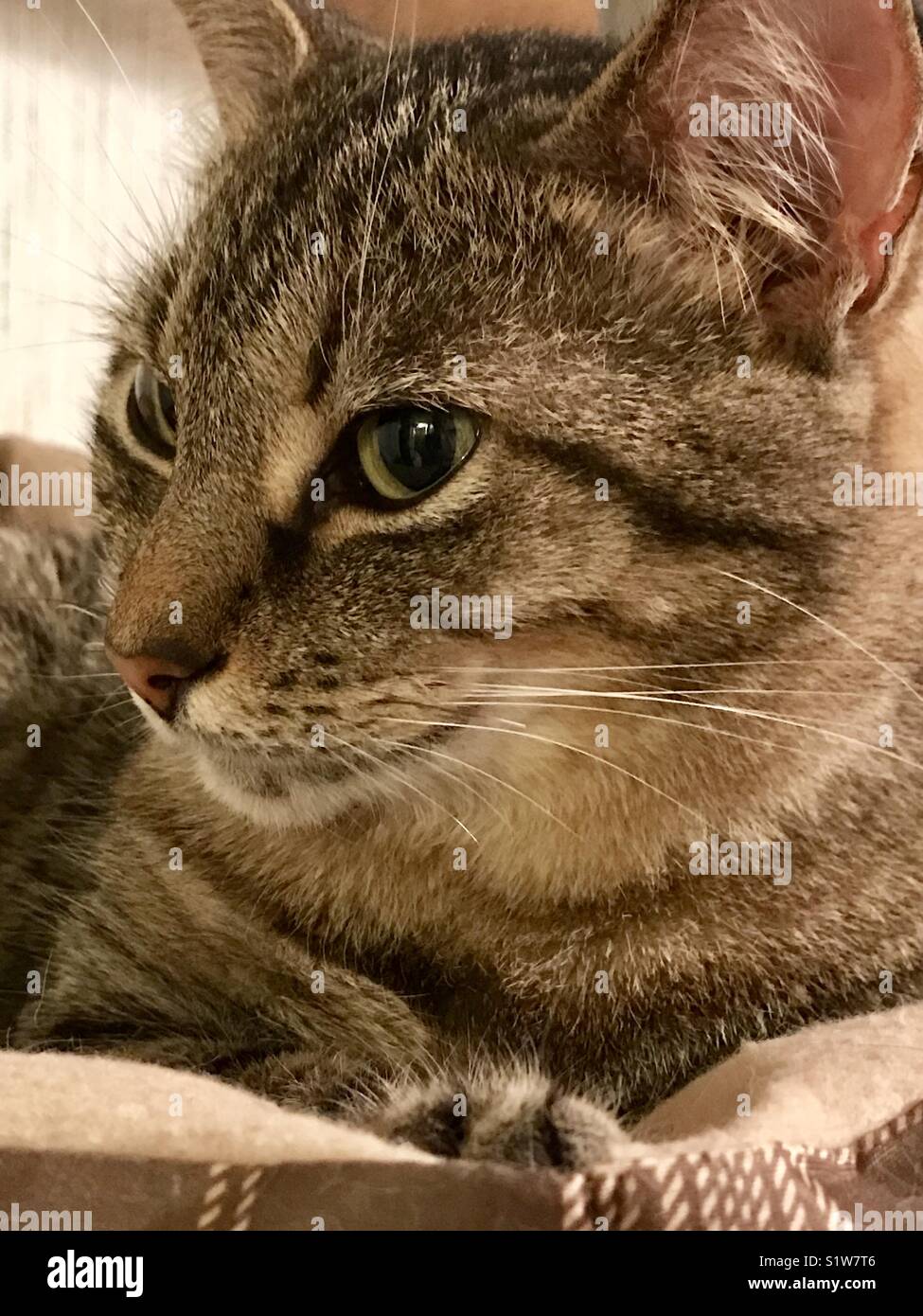 Porträt der schönen Kurzhaarige nationale oder amerikanische tabby Katze mit wunderschönen grünen Augen Stockfoto