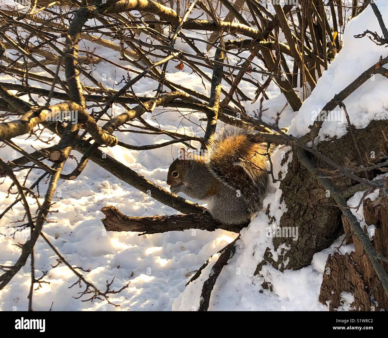 Seitliche Sicht auf ein Eichhörnchen essen einer Mutter. - Smartphone-aufgenommenes Stockfoto