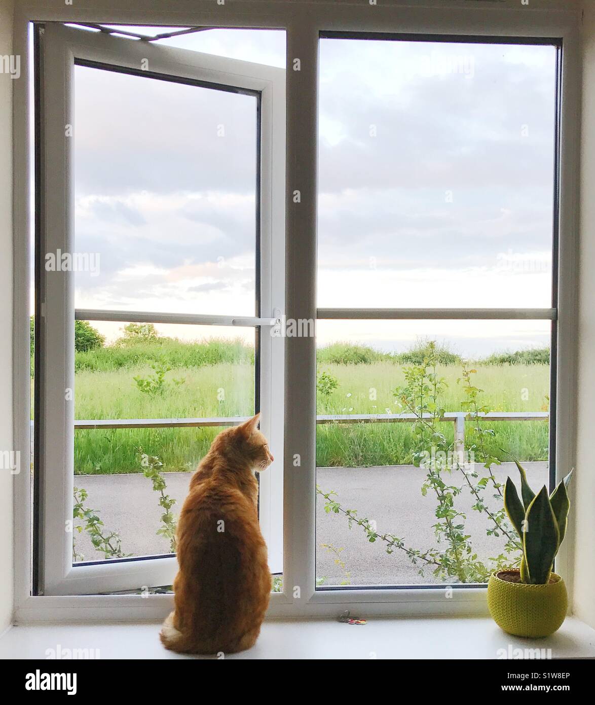 Ginger cat am offenen Fenster sitzen Stockfoto