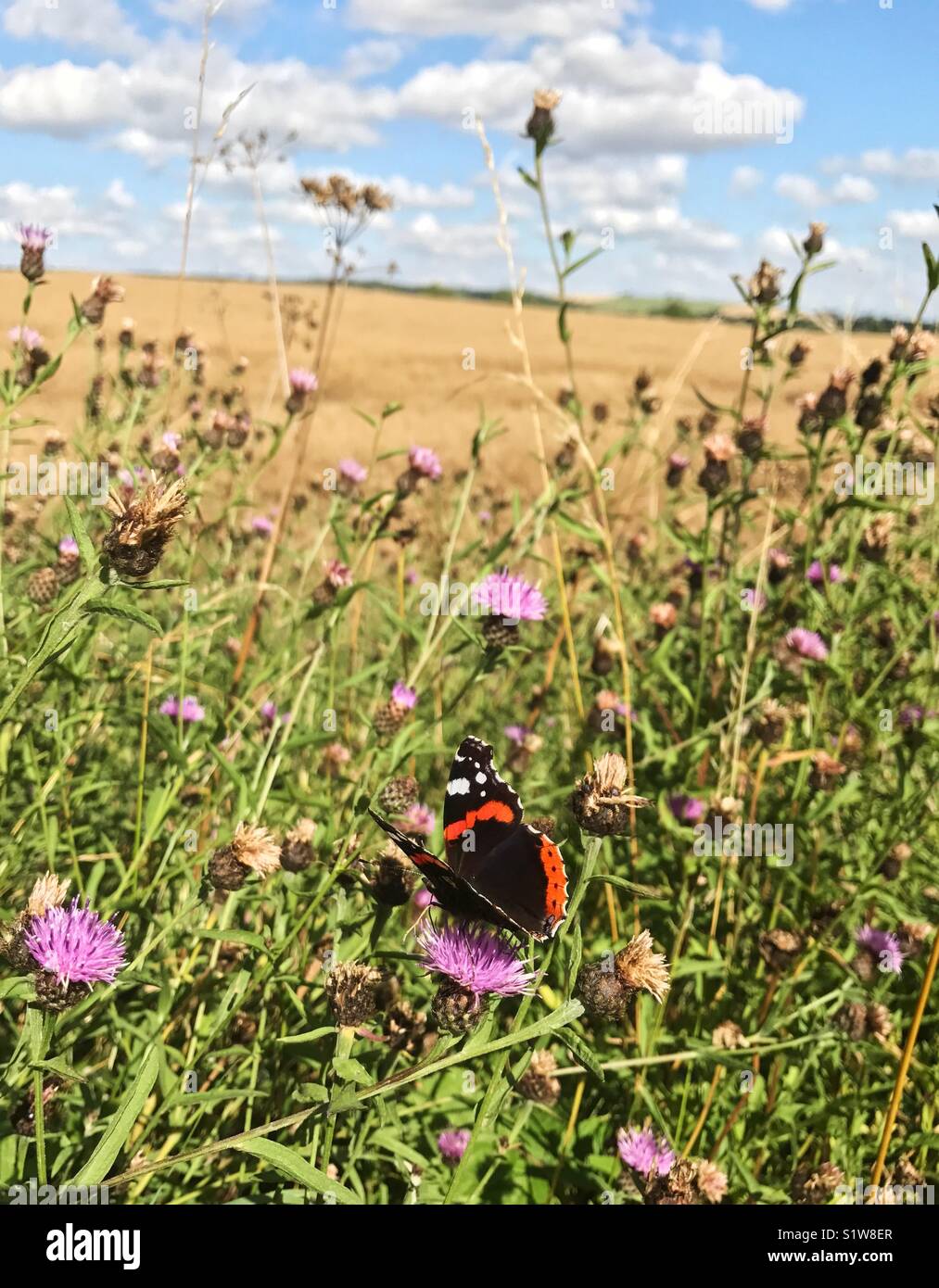 Schmetterling Fütterung auf Thistle in das Feld Kante Stockfoto