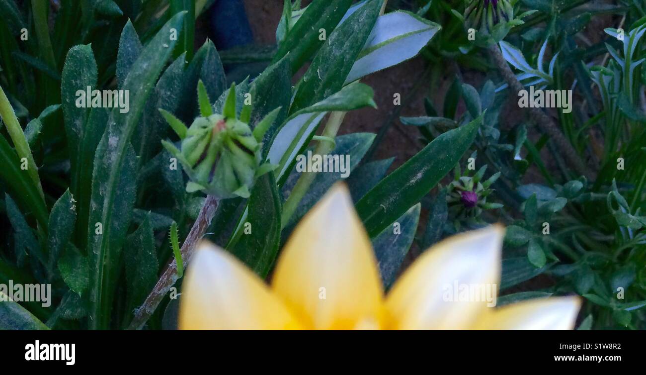 Zoomen auf geschlossenen Blume Stockfoto