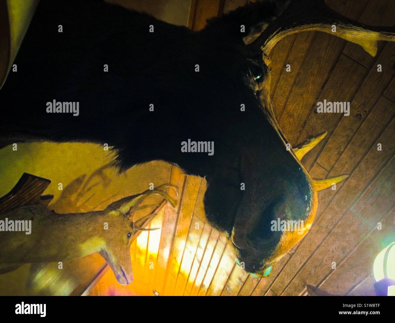 Elche und Rehe Köpfe in der gelben Schein - Smartphone-aufgenommenes Stockfoto