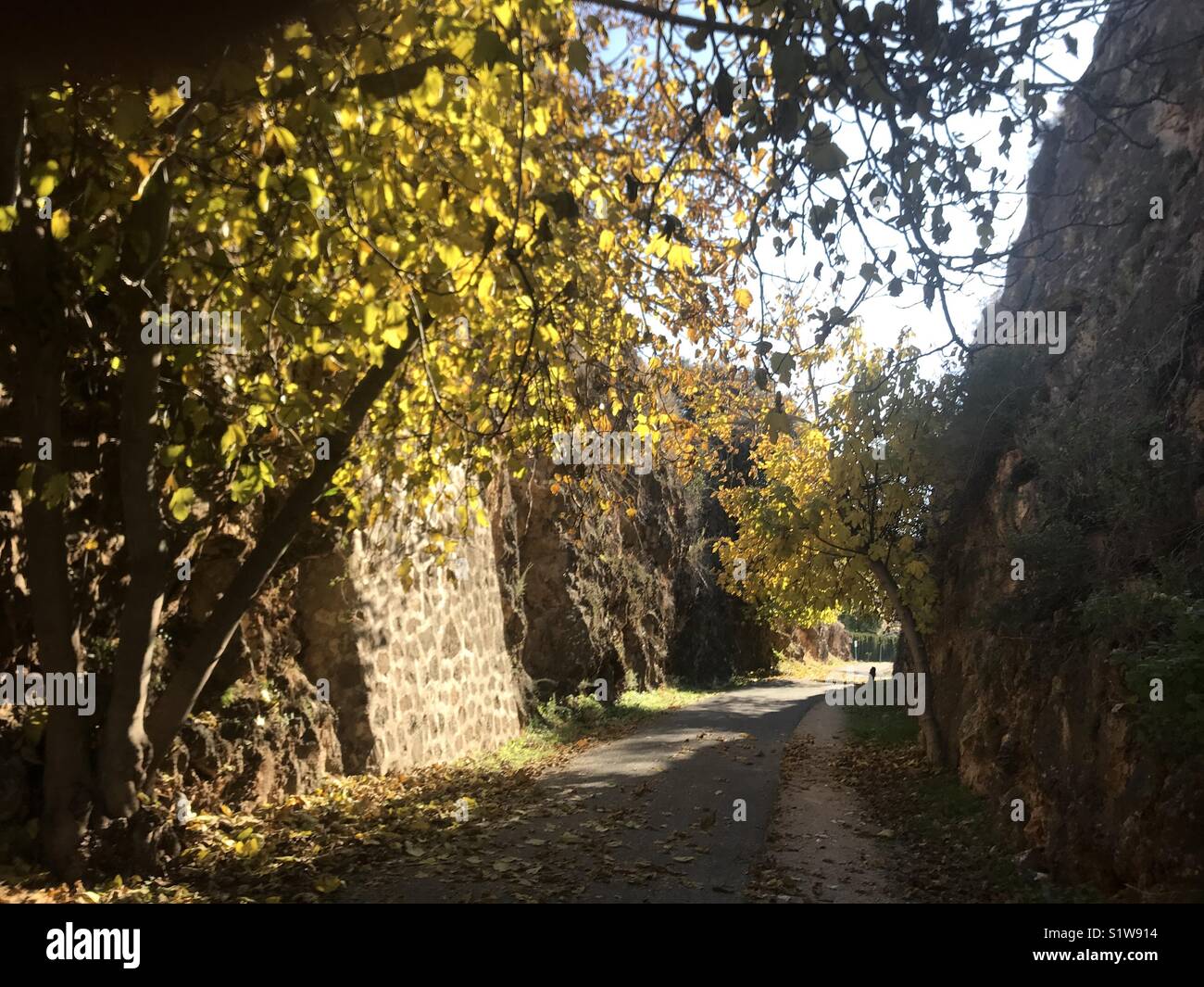 Higuera otoñal en una Antigua Vía del Tren convertida en Sendero, Vía Verde Stockfoto