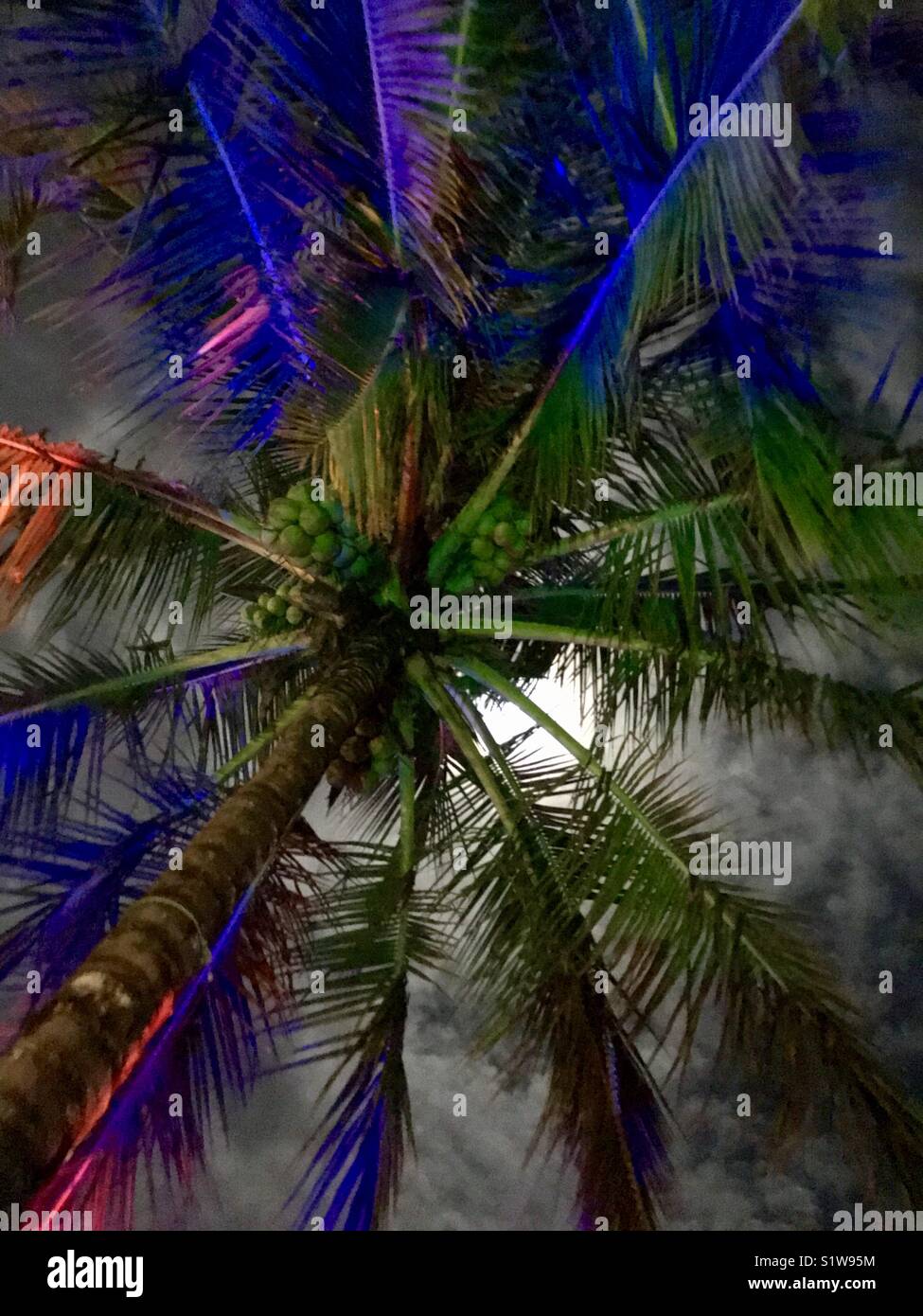 Reflexionen von Blau und Rot auf eine Kokospalme unter einer mondhellen Himmels in Playa Venao, Panama Sylvester 2018 feiern. Schuß auf ein iPhone 7. Stockfoto
