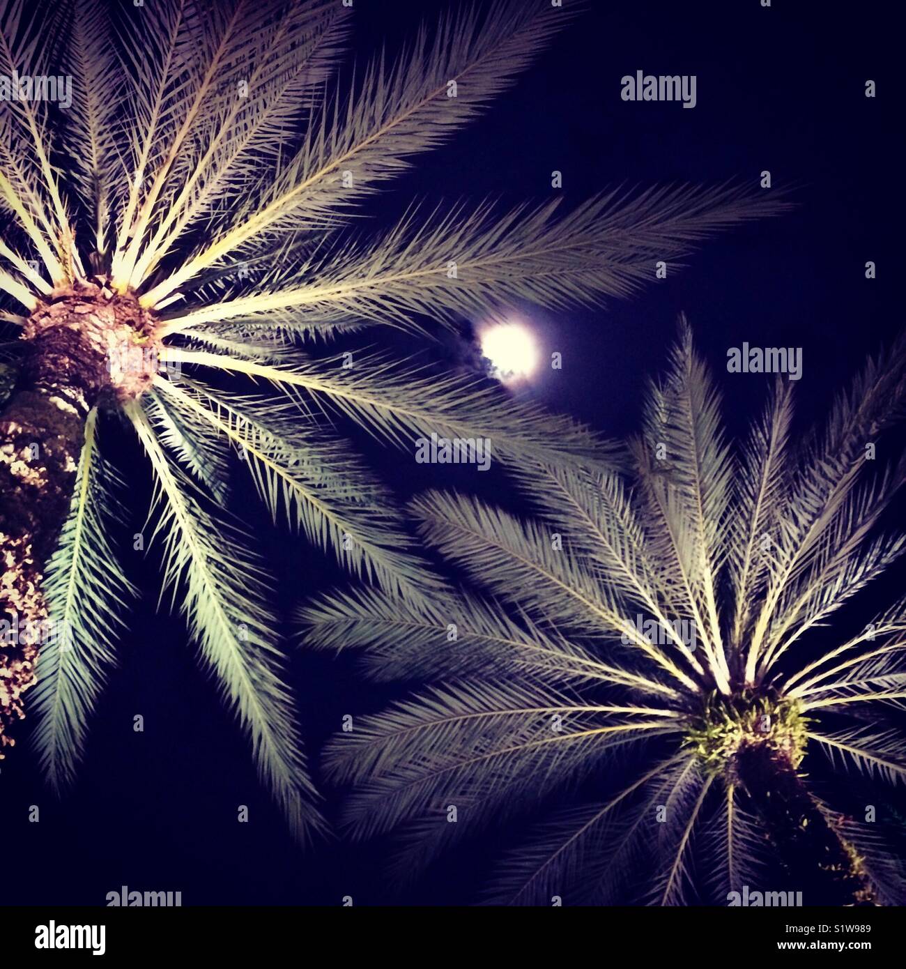 Zu Palmen mit einem vollen Mond Stockfoto