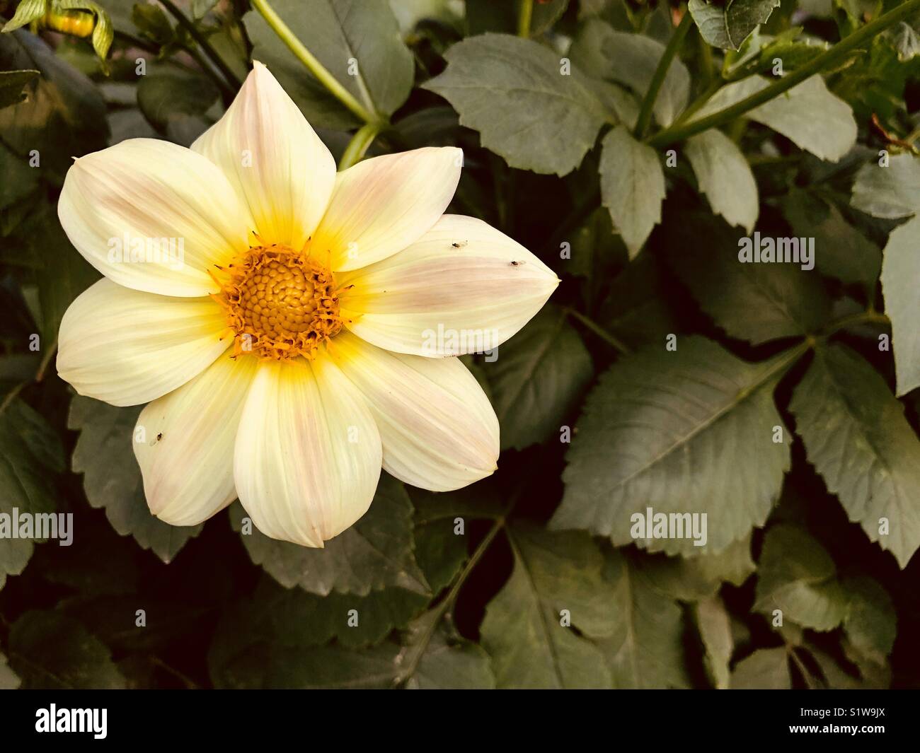 Fiederblättrige schmuckblume -Fotos und -Bildmaterial in hoher Auflösung –  Alamy