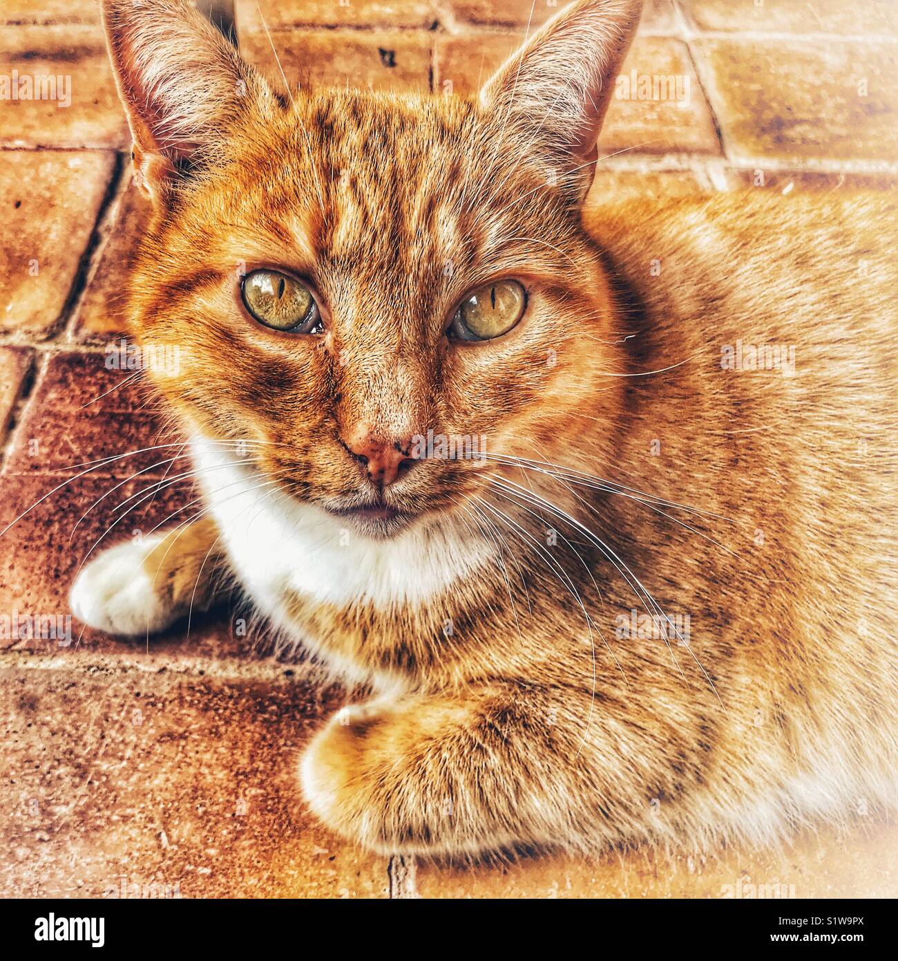 Ginger cat, Porträt, bei Camera suchen Stockfoto