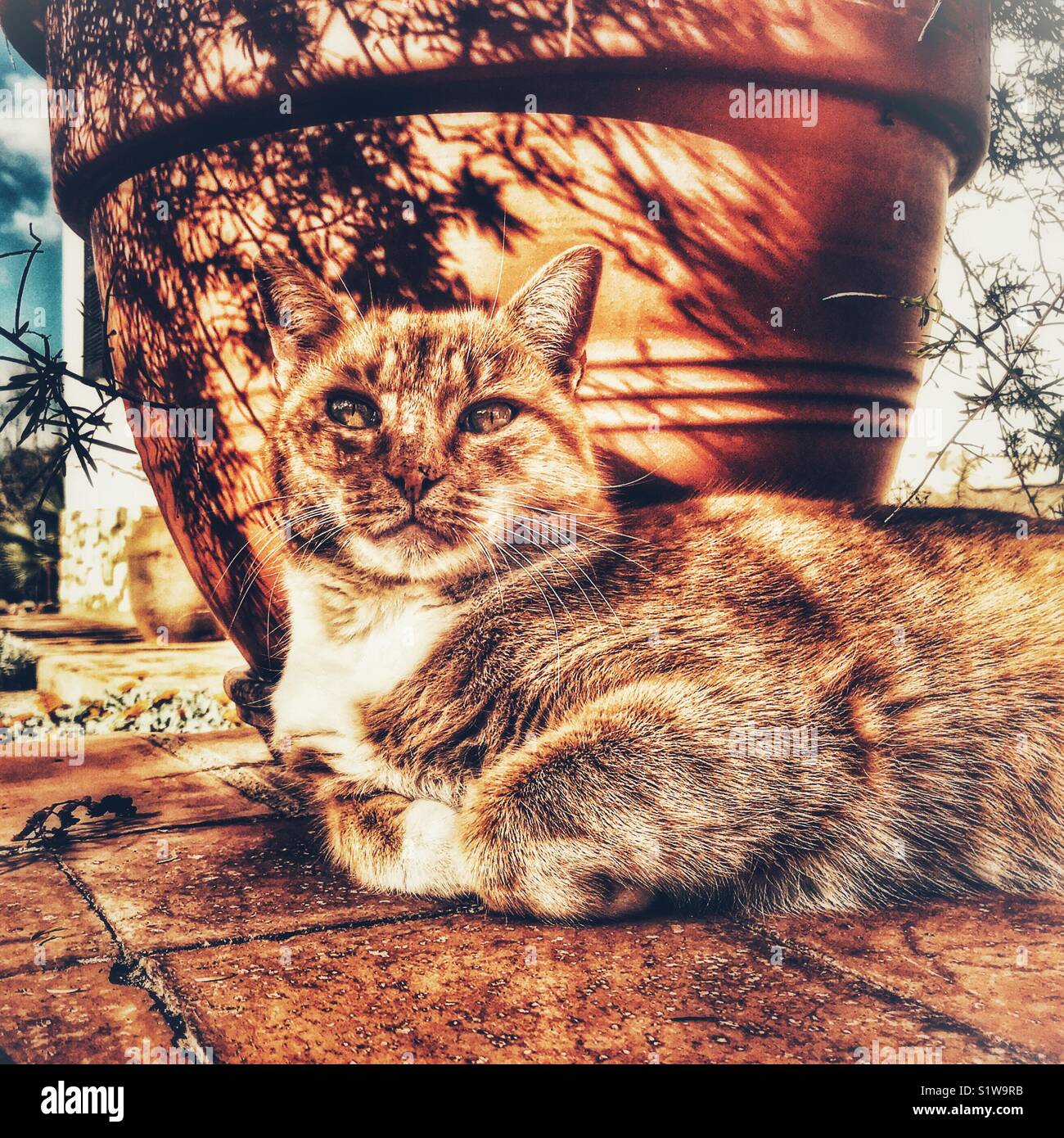 Ginger cat, Porträt, bei Camera suchen Stockfoto