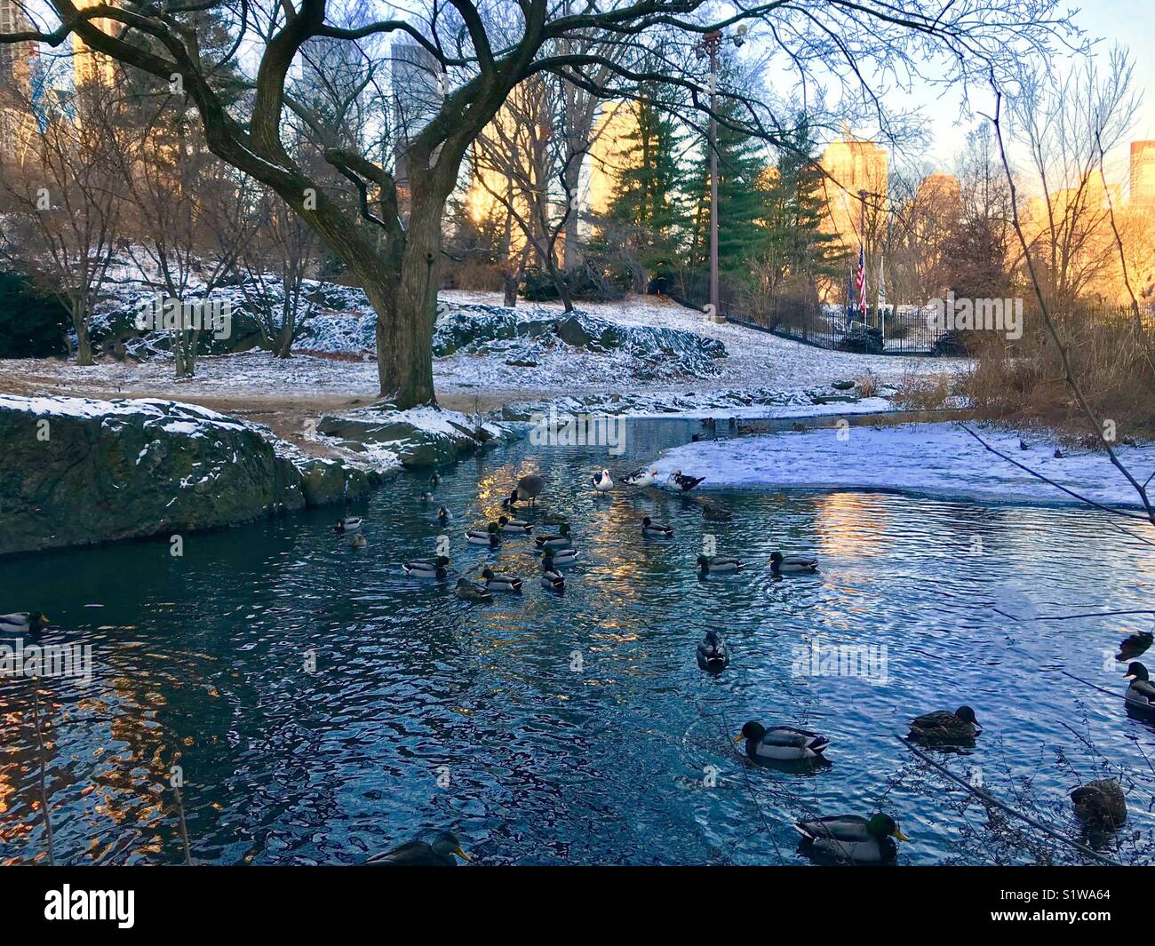 Enten im Central Park Stockfoto