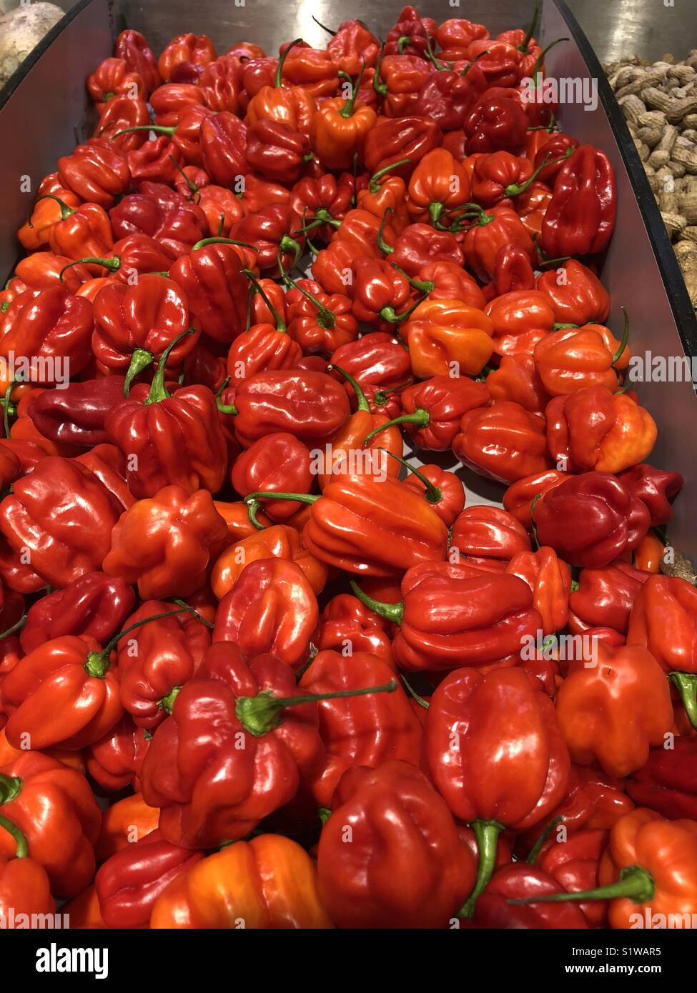 Schöne rote Paprika! Stockfoto