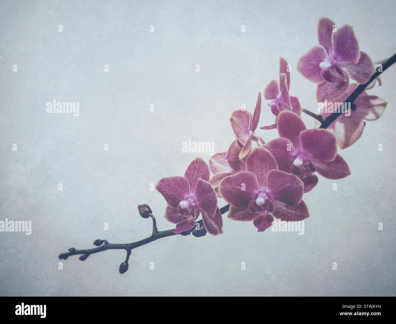 Blühender Zweig des Purple orchid - Smartphone-aufgenommenes Stockfoto