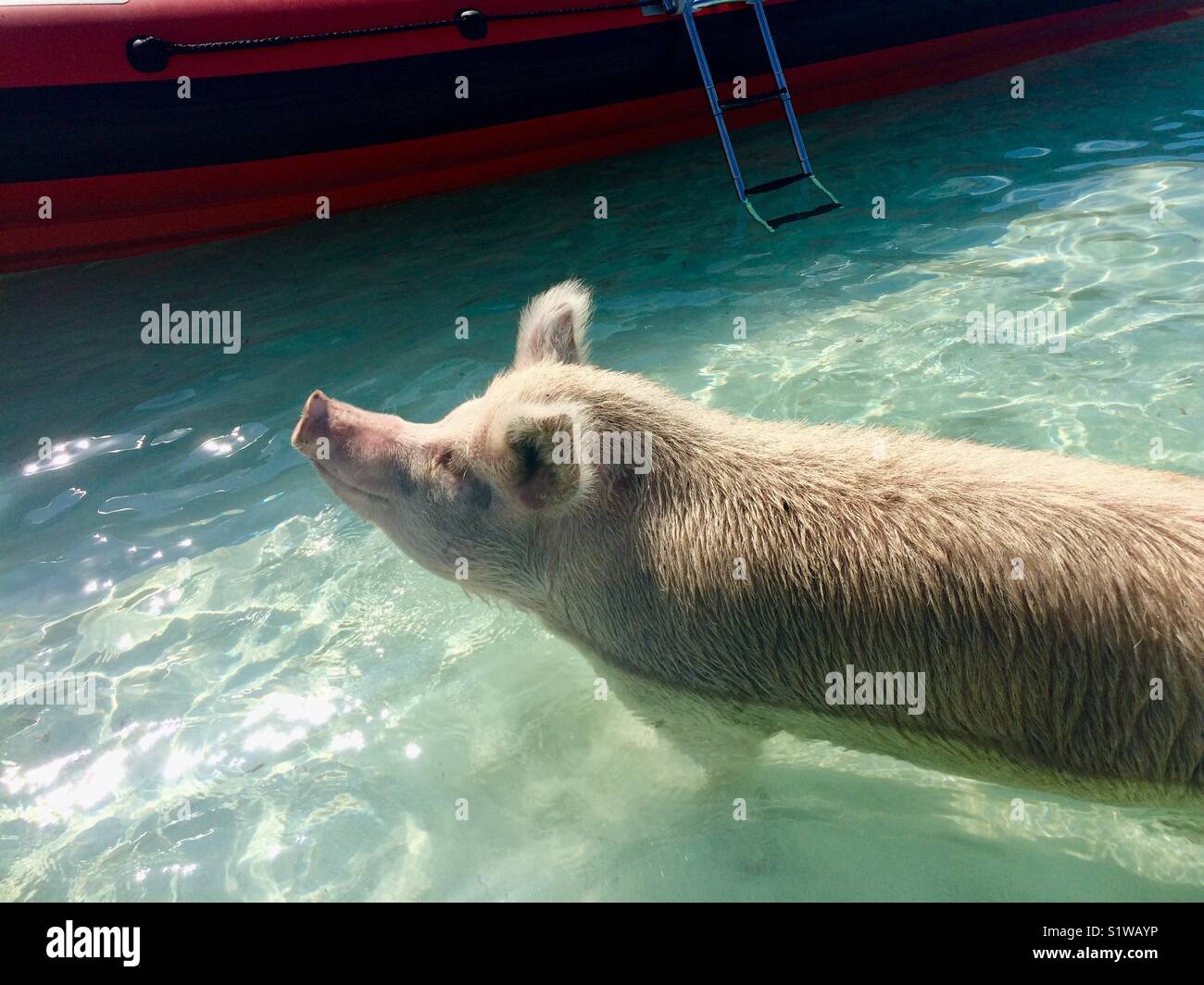 Schwein mit geschlossenen Augen der Sonne im Meer Stockfoto