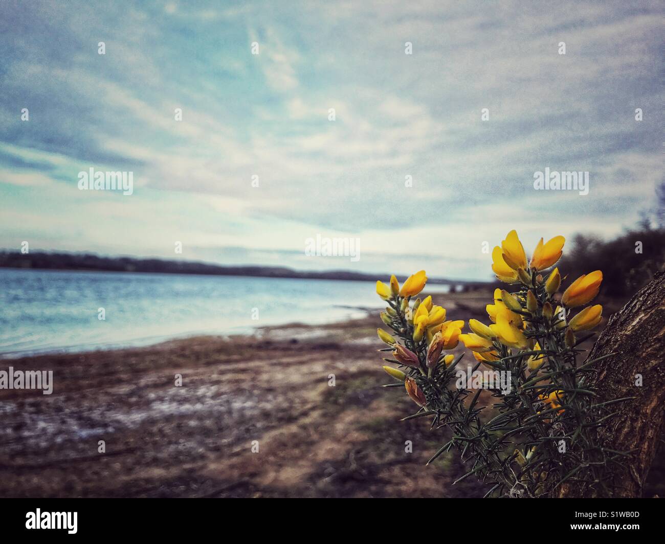 Ginster blühen am Ufer des größten Stausee Rutland Water in Großbritannien Stockfoto