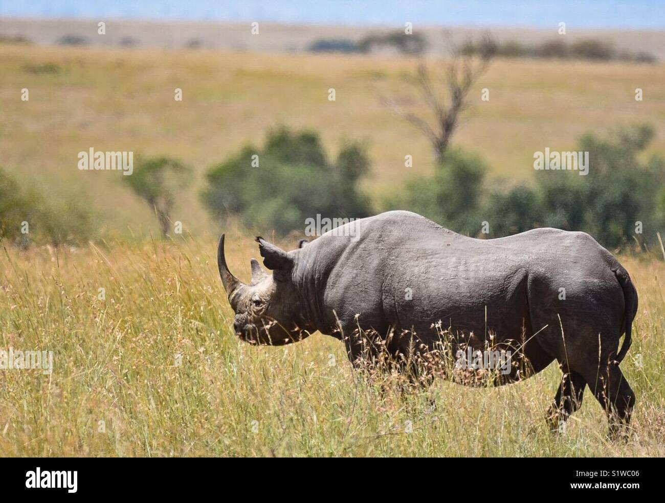 Rhino in der Masai Mara - Smartphone-aufgenommenes Stockfoto Rhino in der Masai Mara - Smartphone-aufgenommenes Stockfoto