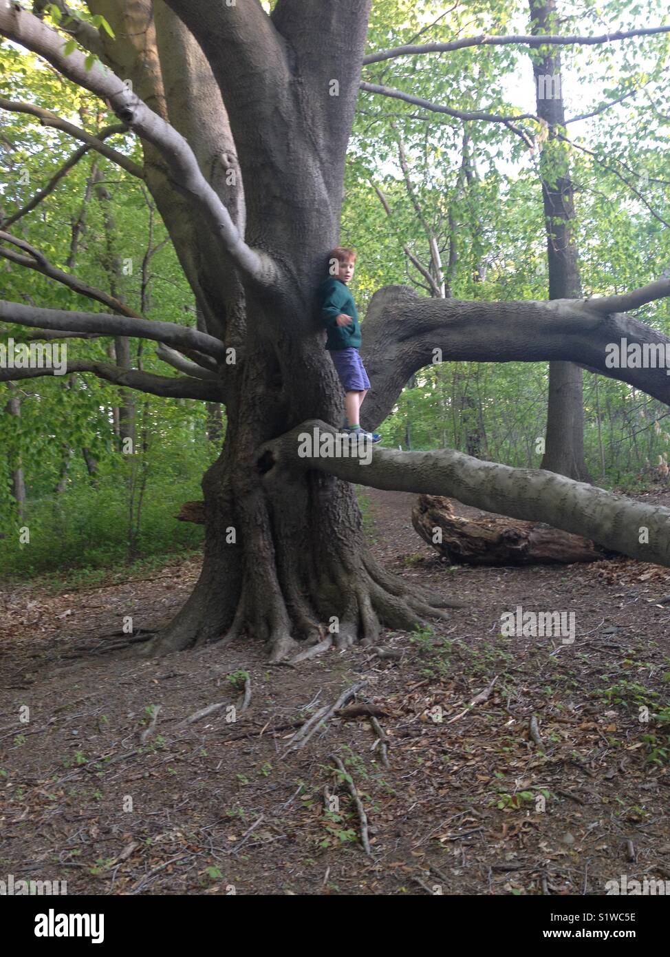 Behaarter Junge auf einem Baum mit niedrig hängenden Ästen posing Lesen. Fresh Pond Park in Cambridge, Massachusetts. Stockfoto