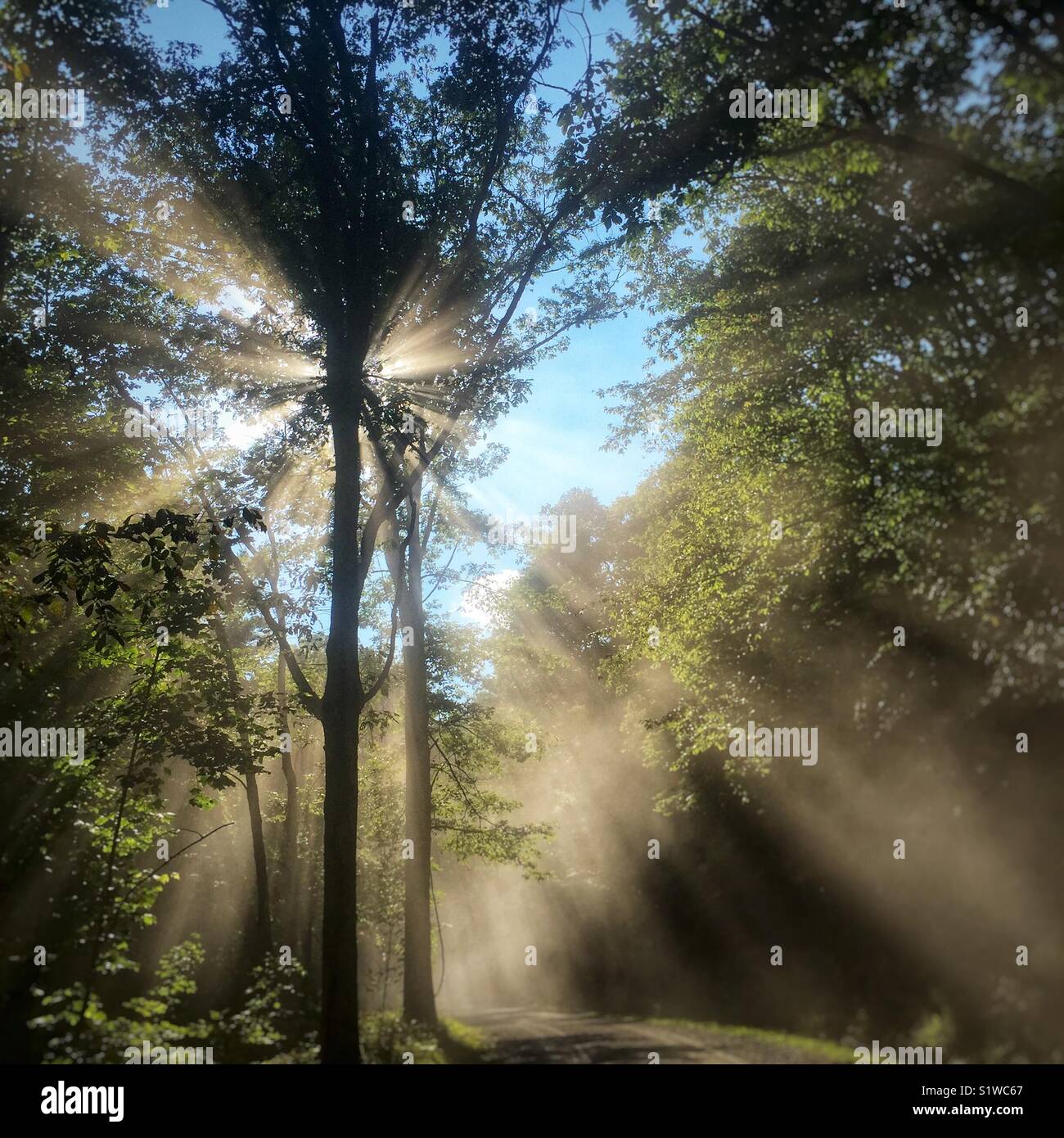 Sonnenlicht durch die Bäume entlang einer staubigen Straße in West Virginia. Stockfoto