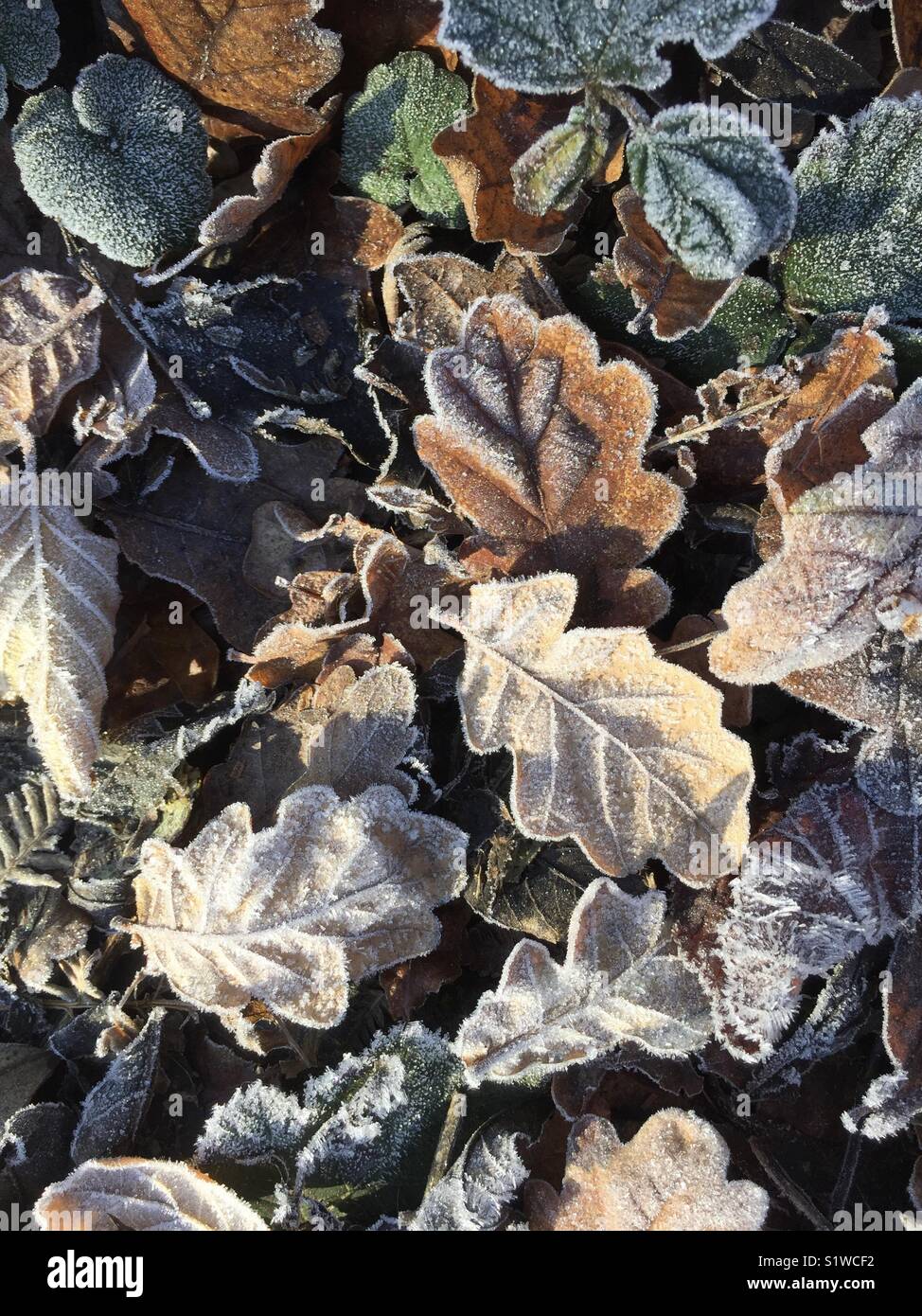 Frosty Blätter im Herbst Hintergrund mit Eichenlaub und anderen, vielfältigen Farben. Stockfoto