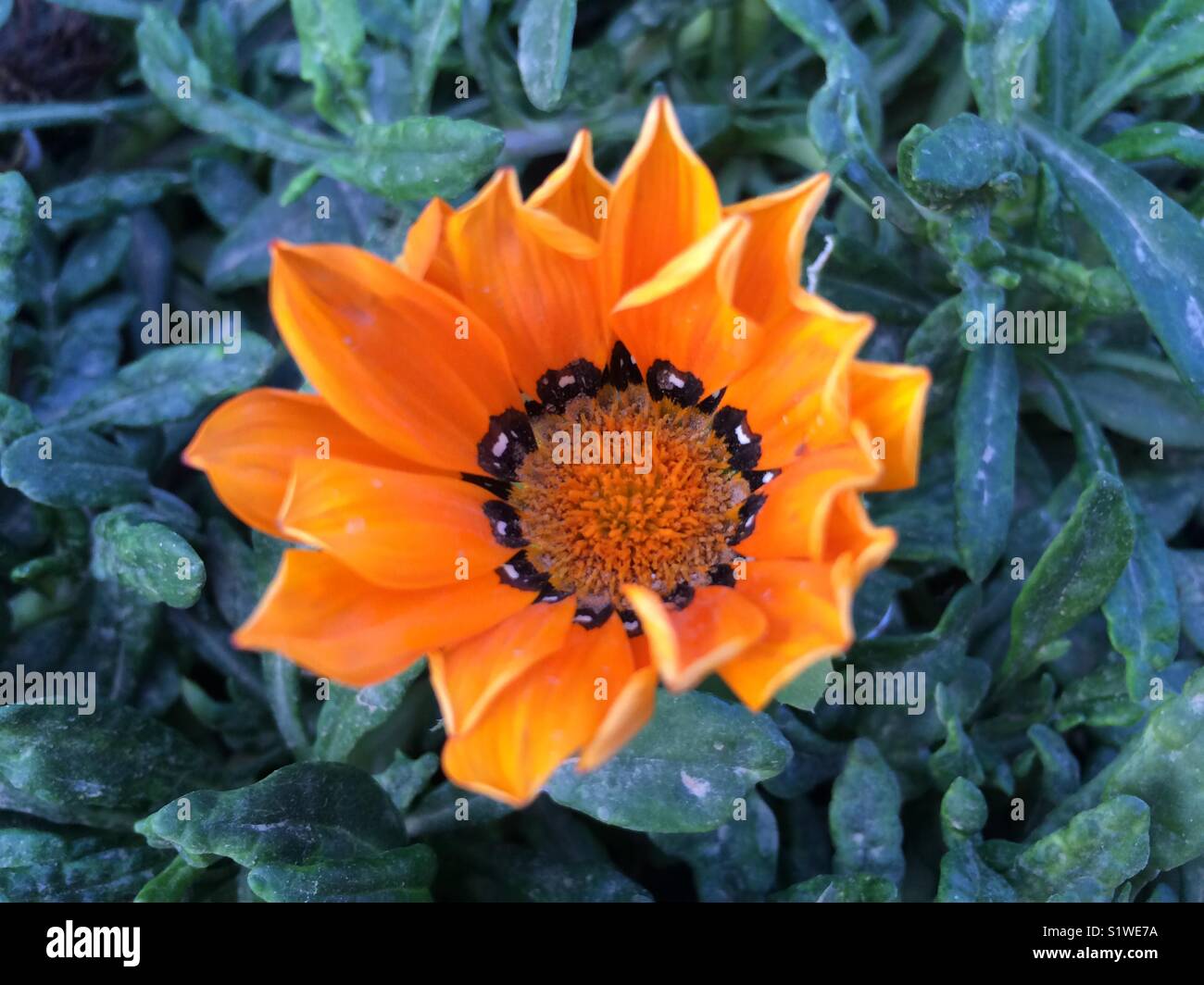 Orangefarbene Blume - Smartphone-aufgenommenes Stockfoto