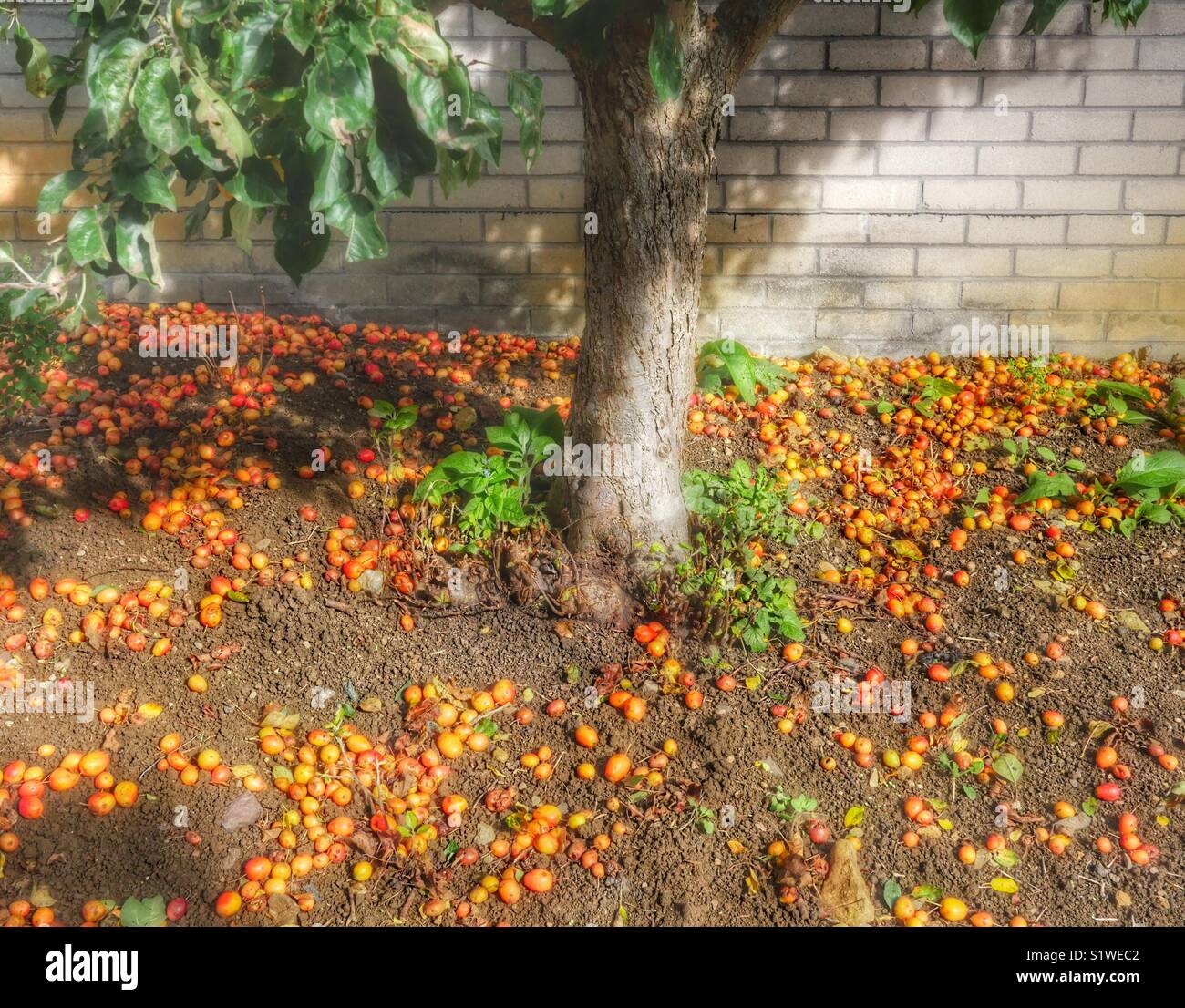 Crabapple Tree Trunk mit gefallenen Äpfel im Herbst, Badewanne, Großbritannien - Smartphone-aufgenommenes Stockfoto