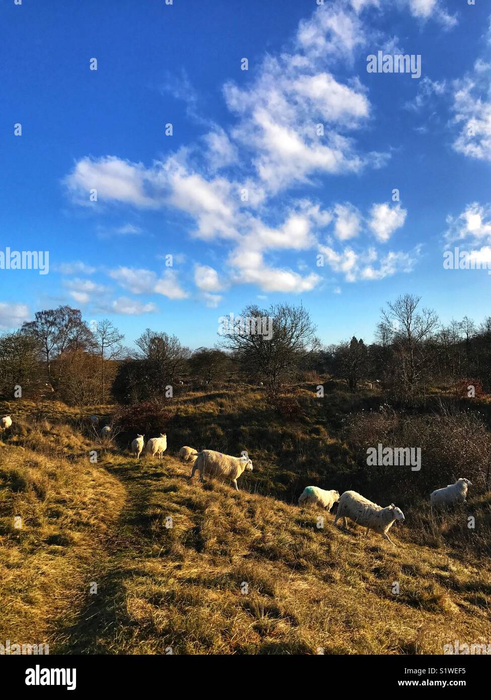 Schafe auf grashängen eines englischen Naturschutzgebiet im Winter Stockfoto