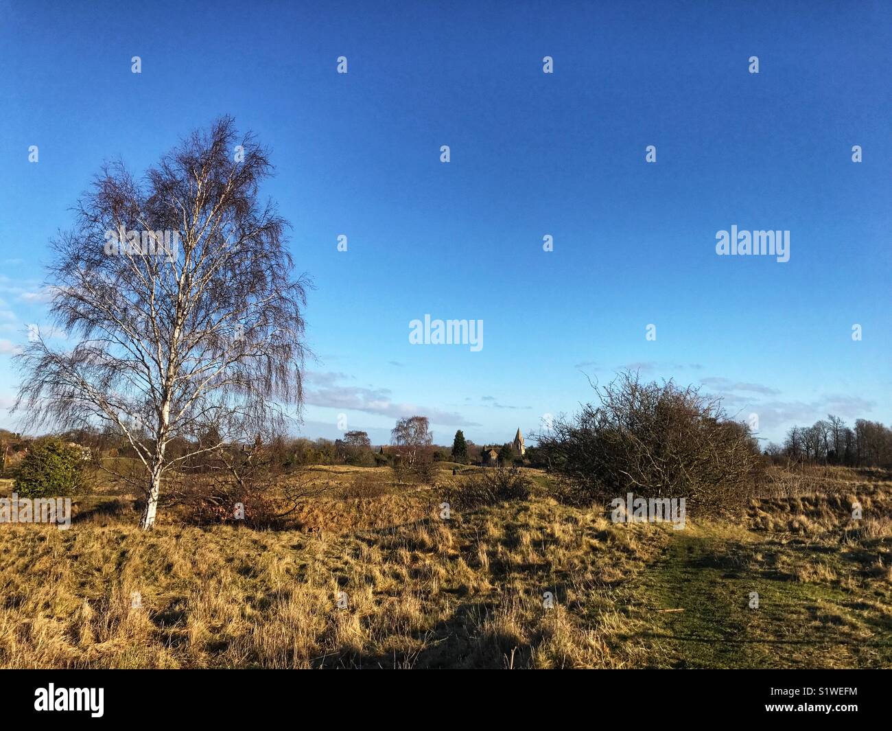 Silver Birch tree in Winter bei Barnack Hügel und Löcher National Nature Reserve Stockfoto