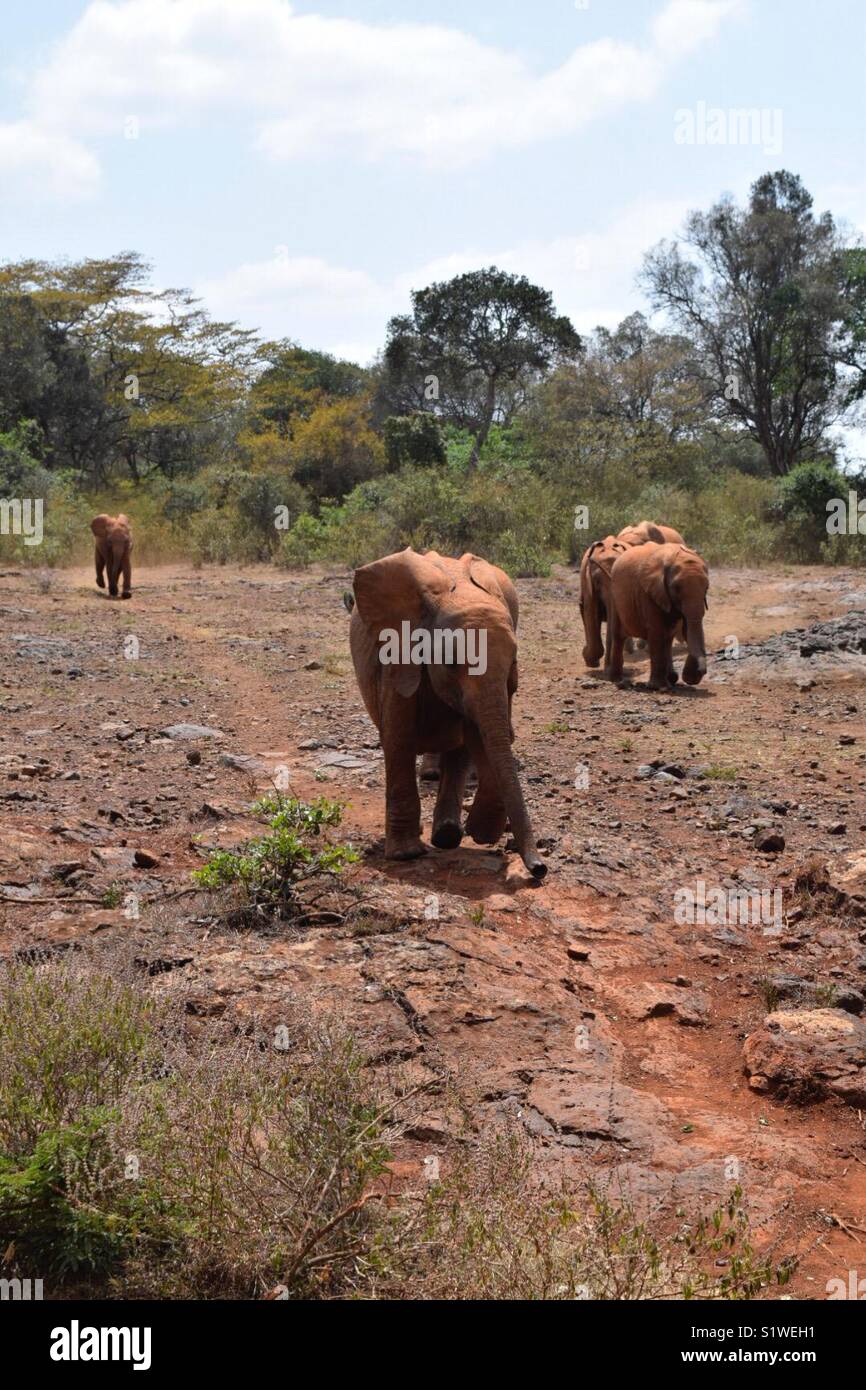 Baby Elefanten zusammen laufen, Ostafrika Stockfoto