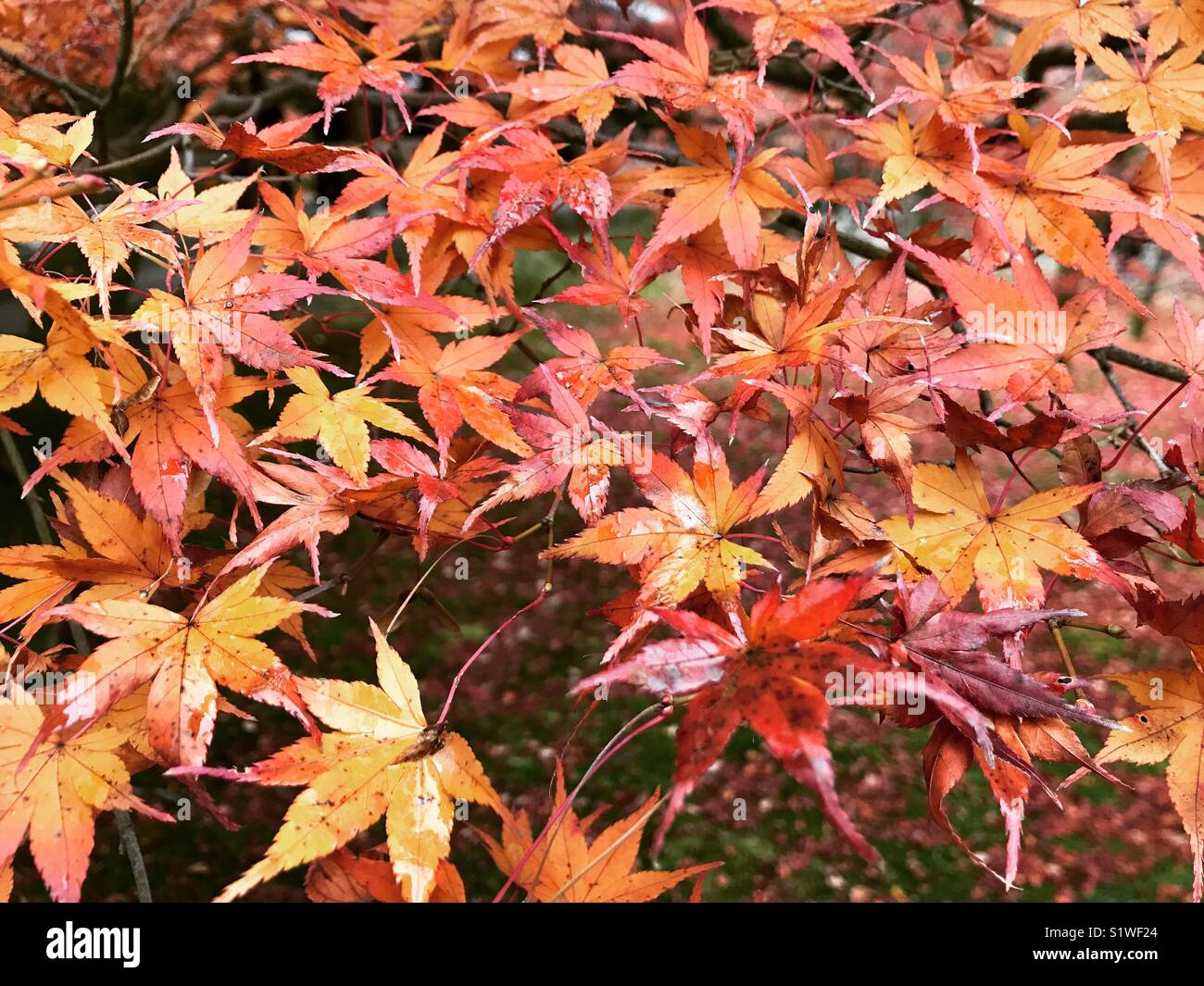 Close up Portrait of Autumn Leaves Stockfoto