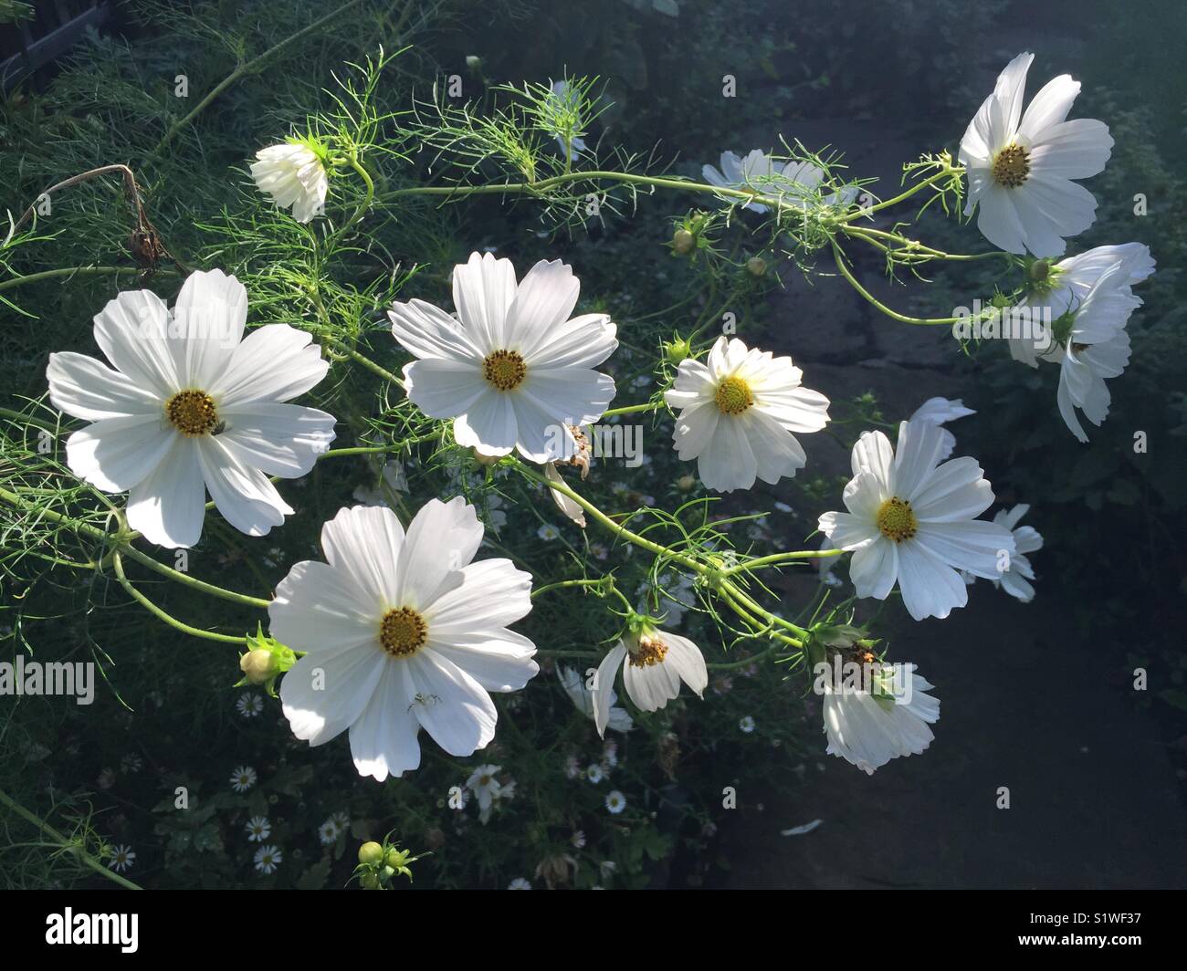 Cosmos 'Reinheit' am frühen Morgen. Asteraceae, Garten Pflanze, Cottage Garten, Blume, weiß. Stockfoto
