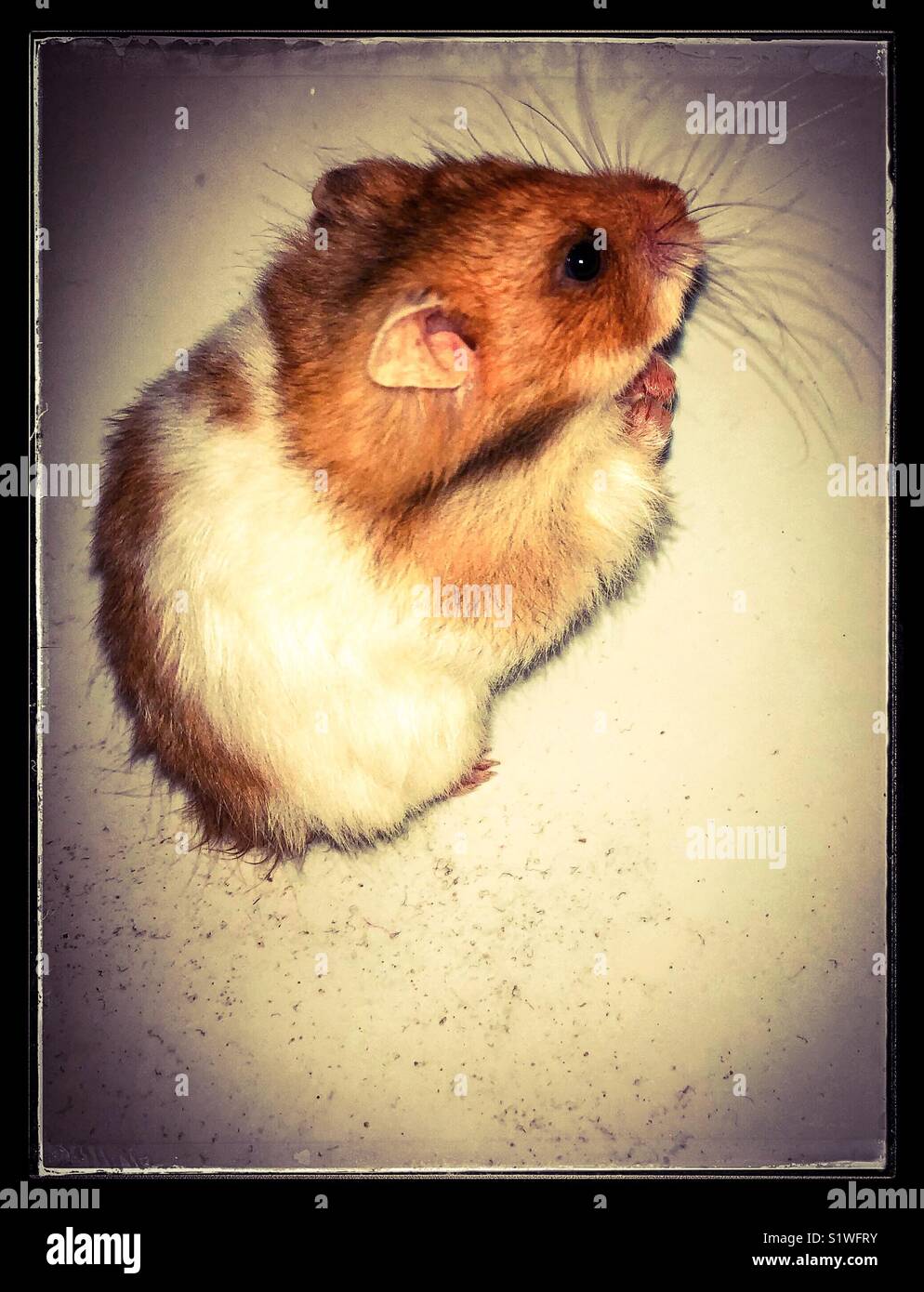 Hamster Baby Stockfotos Und Bilder Kaufen Alamy