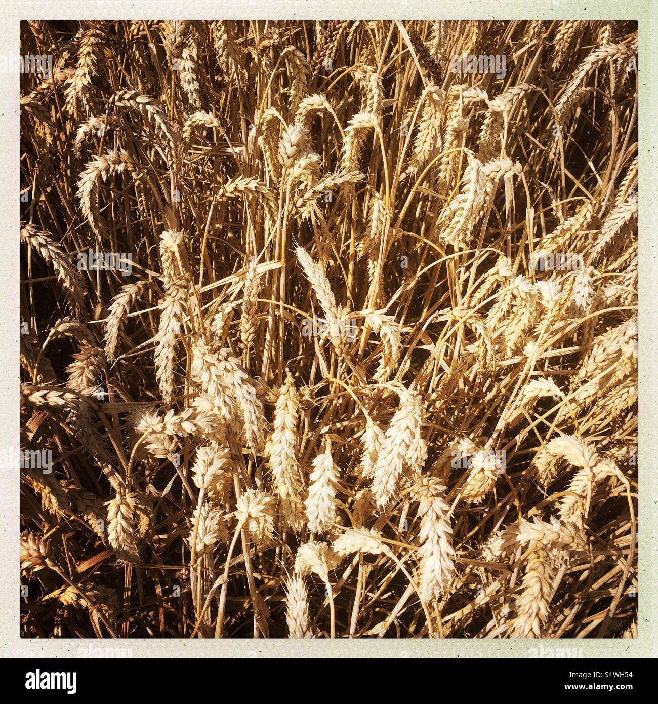 Winter Weizen zur Ernte bereit, North Yorkshire, England, Großbritannien - Smartphone-aufgenommenes Stockfoto