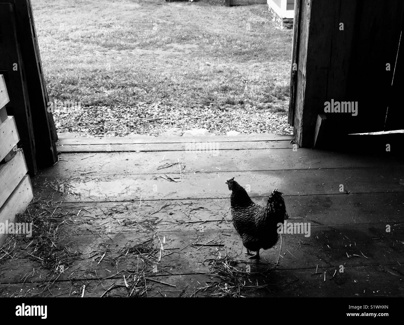 Einsames Huhn Stockfoto