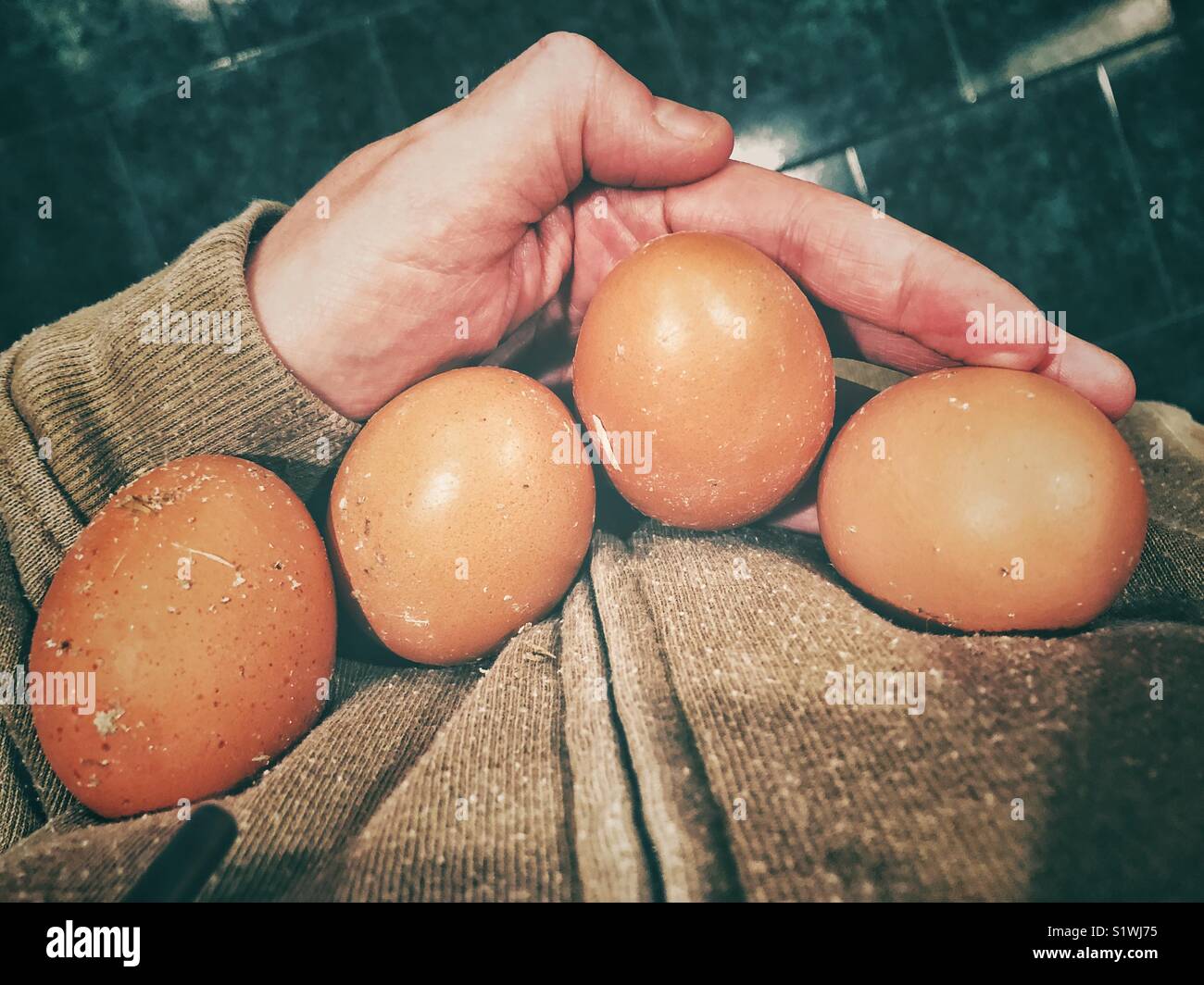 Die frische Ernte von Braun Hinterhof huhn eier in der Hand gegen die Brust in das Haus aus der Sicht der Person Stockfoto