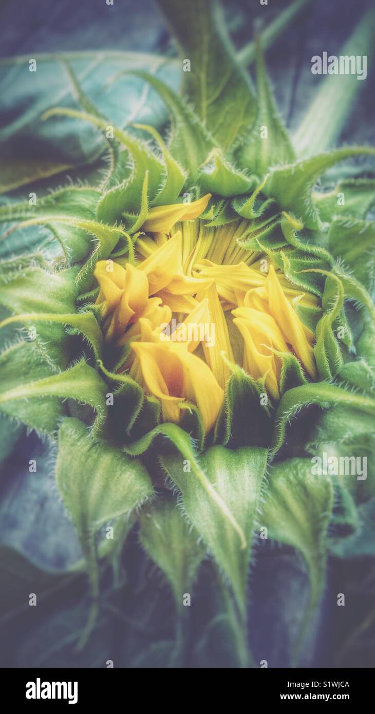 Ungeöffnete Sonnenblume Stockfoto
