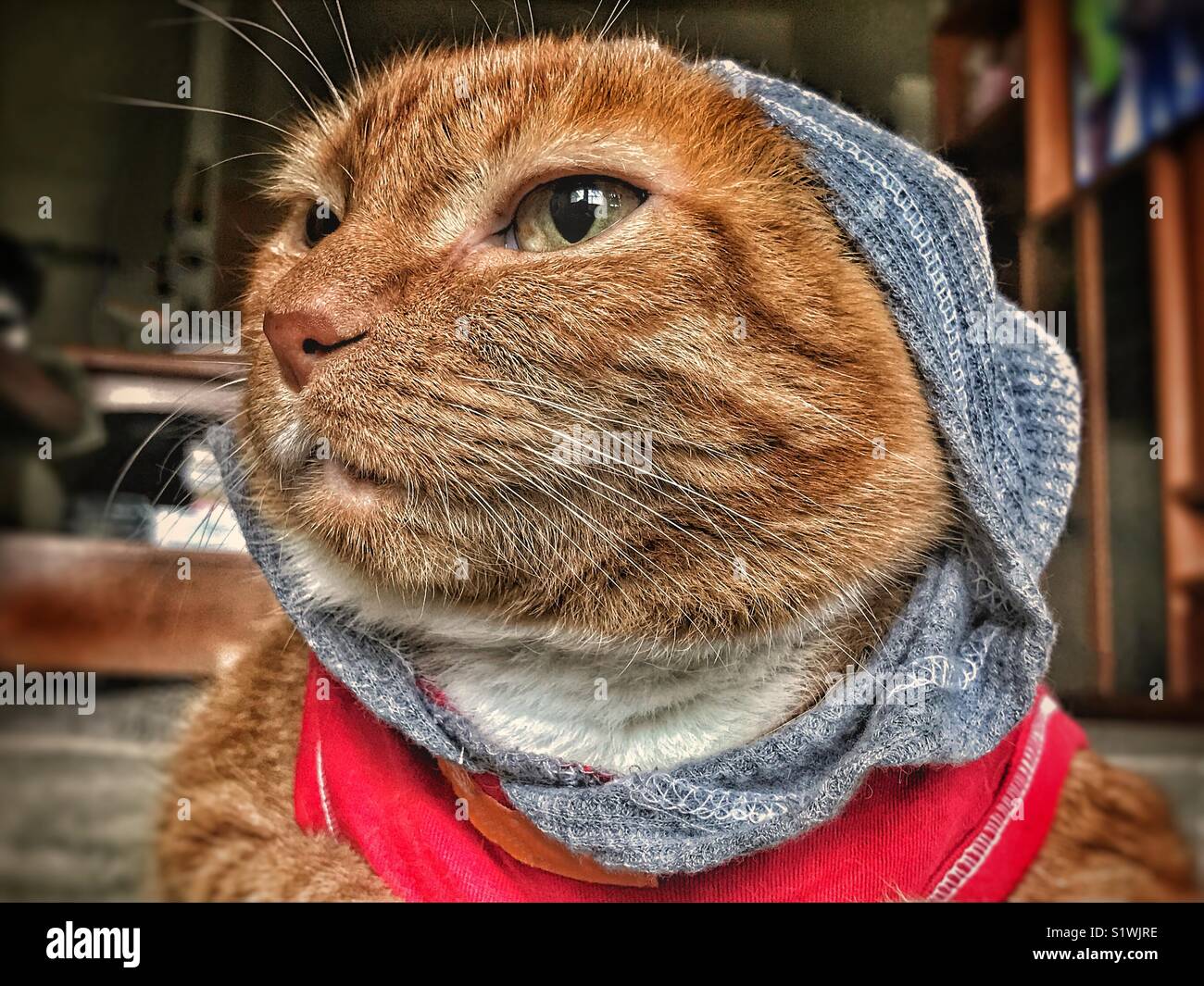 Ginger cat trägt einen roten und grauen Kapuzenpullover - Smartphone-aufgenommenes Stockfoto