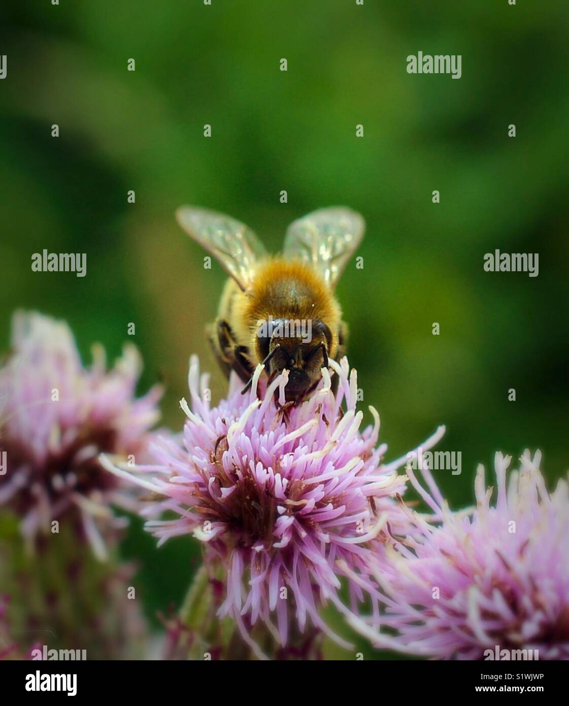 Bumble Bee Fütterung auf Klee Stockfoto