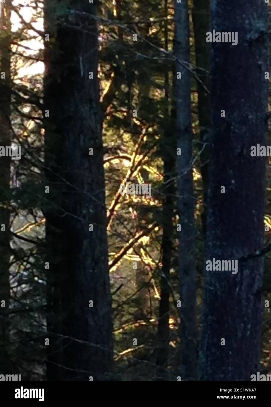 Die untergehende Sonne findet die Bemoosten Zweigen durch die hohen immergrüne Bäume. Stockfoto