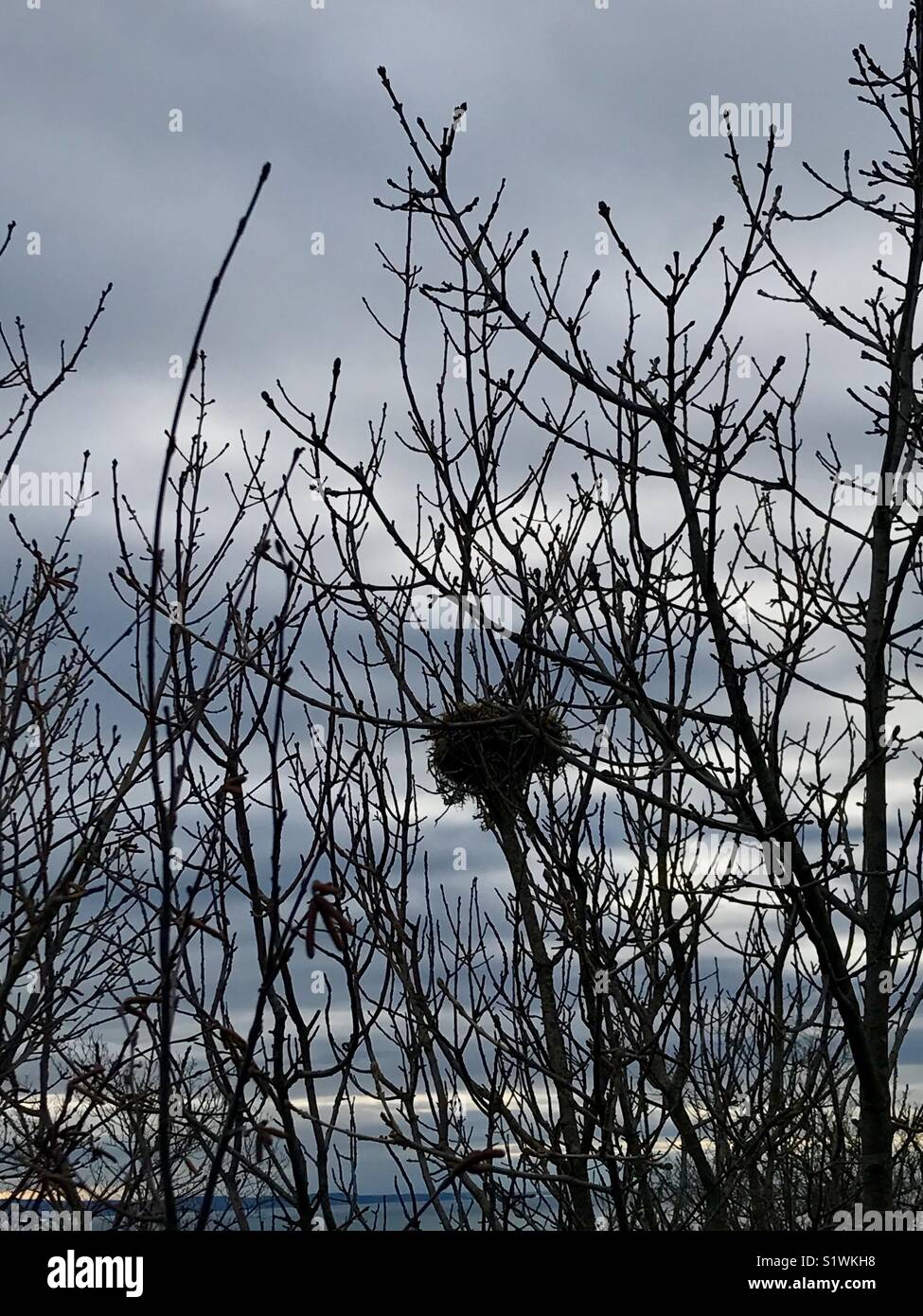 Einen einsamen, verlassenen Nest als Folge von Bird Migration. Stockfoto