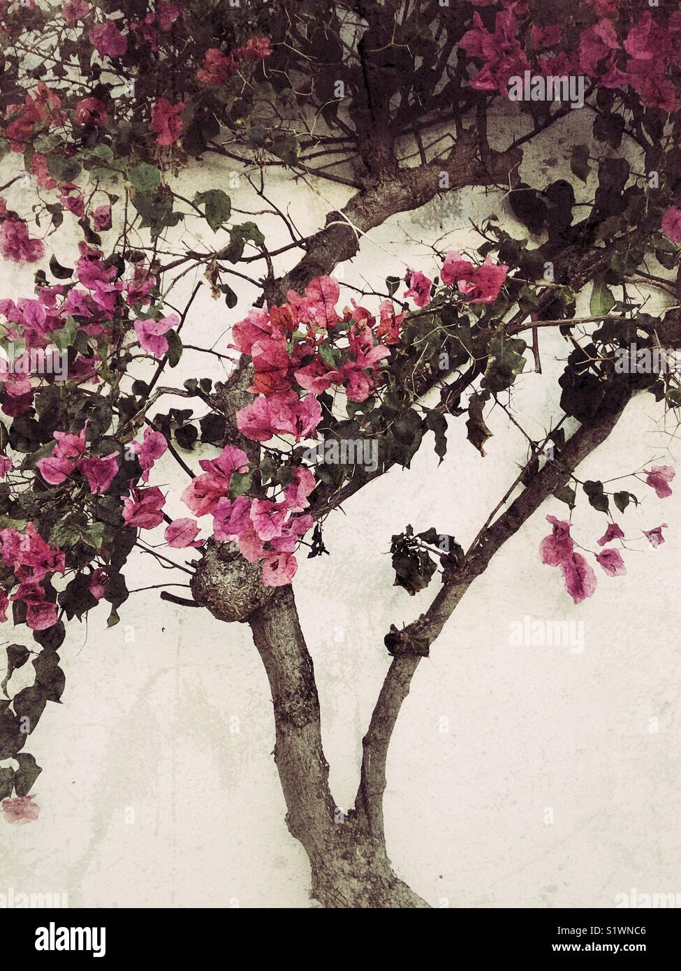 Rosafarbene Bougainvillea Blumen Baum Stockfoto