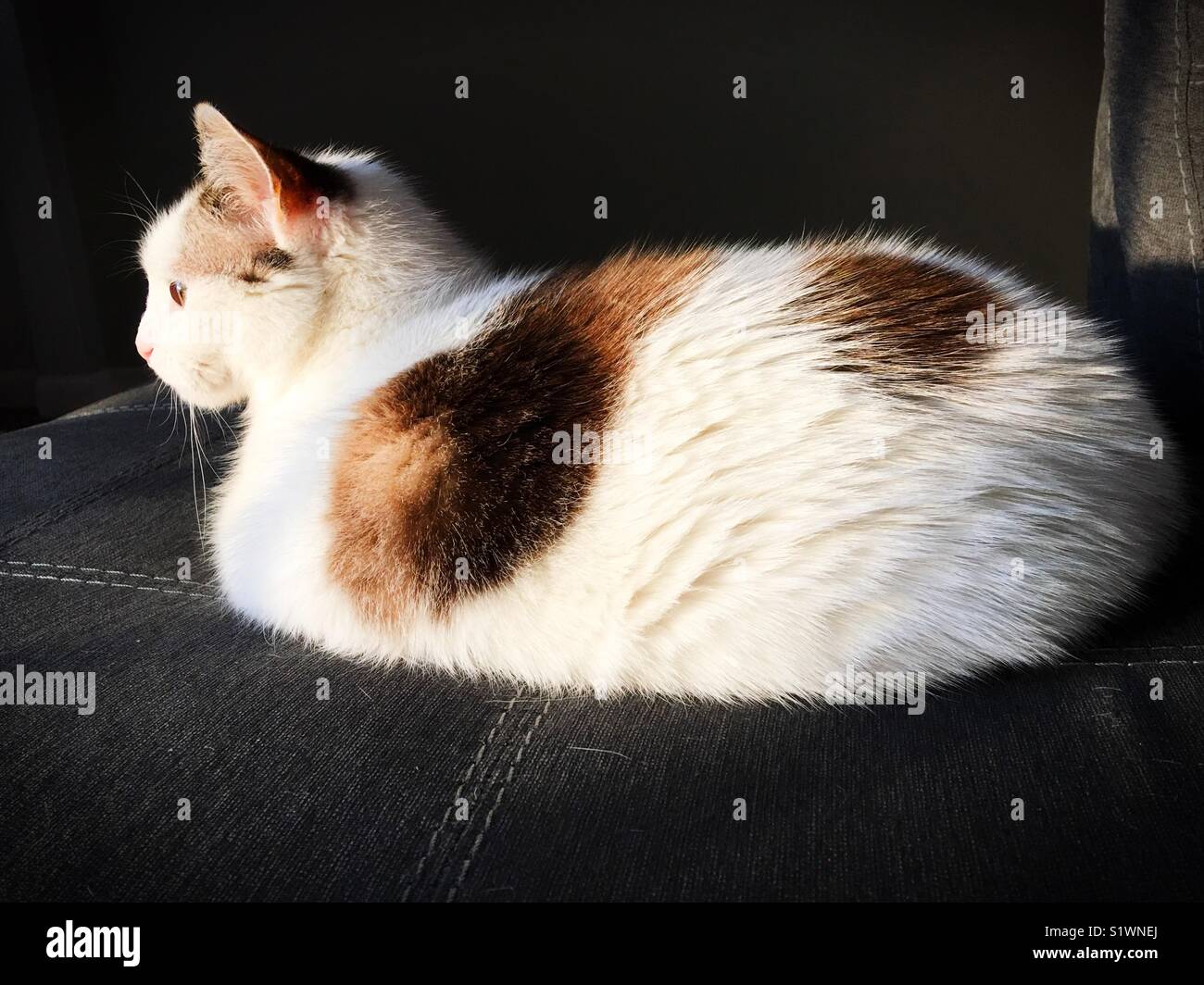 Eine große Katze auf einem Sofa. Stockfoto