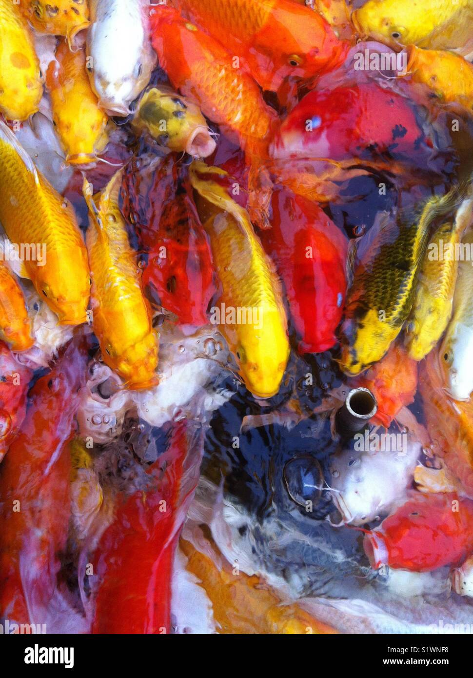 Unglaublich zahlreichen bunten asiatischen COY Fische Stockfoto