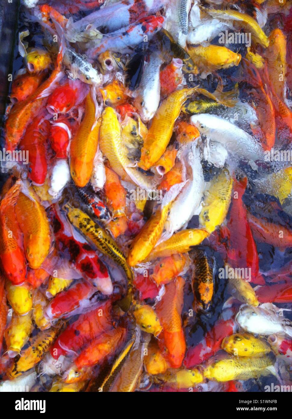 Unglaublich zahlreichen bunten asiatischen COY Fische Stockfoto