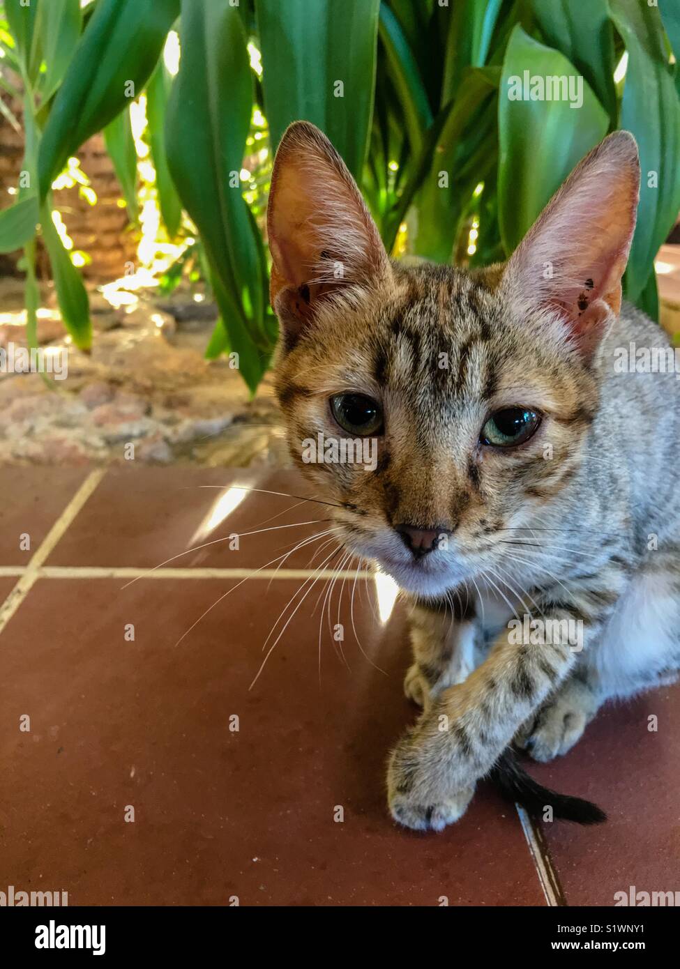 10 Woche alt tabby Kitten Stockfoto