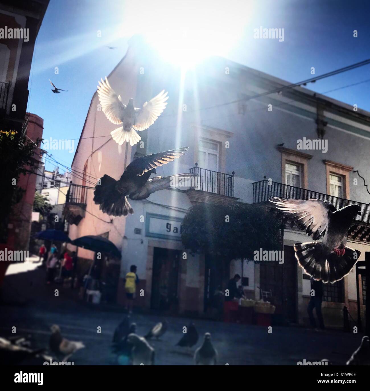 Tauben fliegen unter der Sonne in Guanajuato, Mexiko Stockfoto