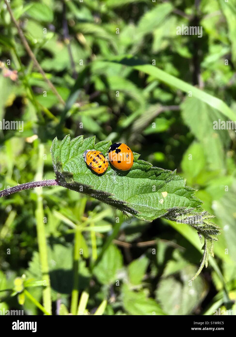 Marienkäfer und Puppe Larve auf einem grünen Blatt - Smartphone-aufgenommenes Stockfoto