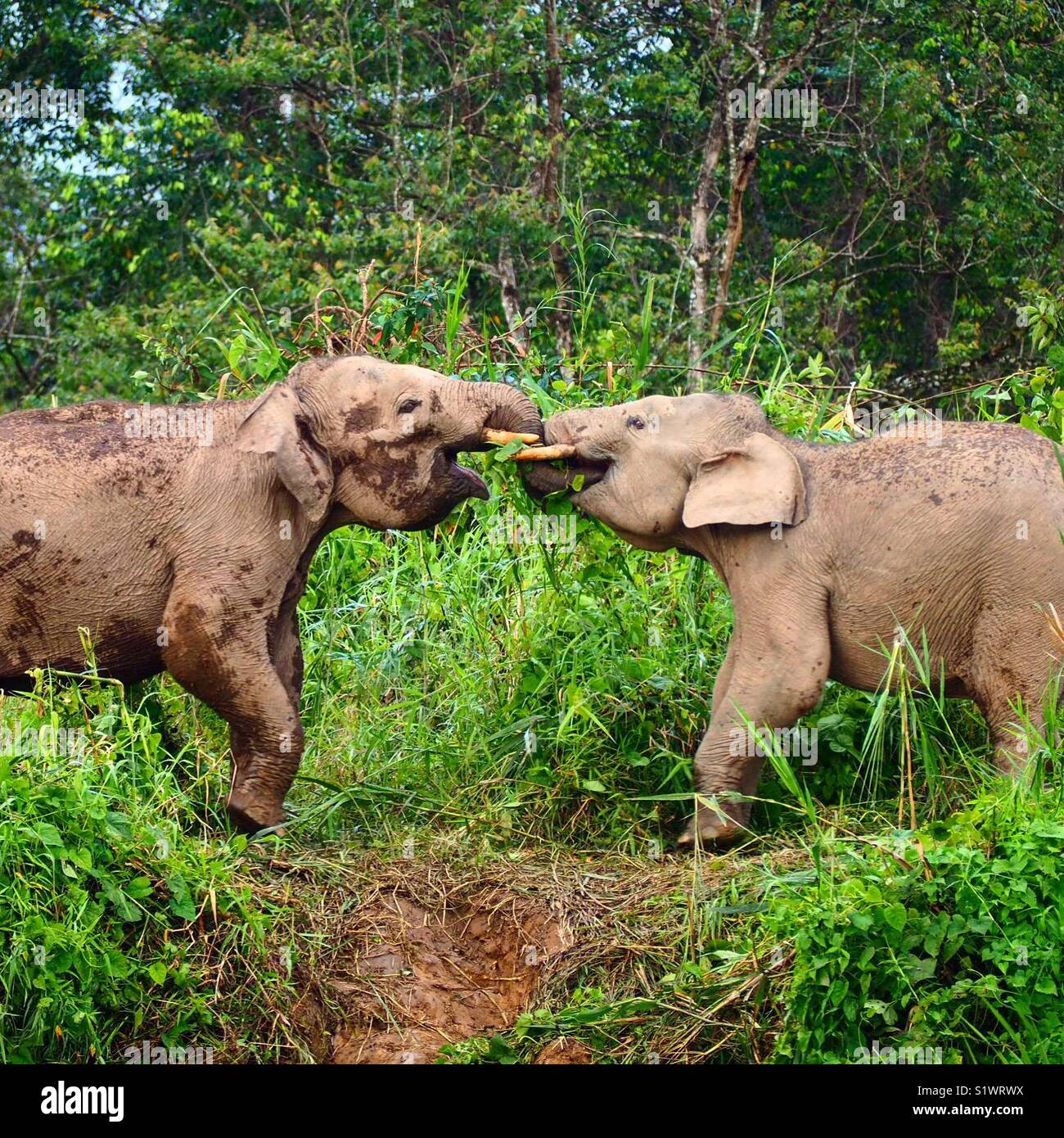 Pygmy Elefanten Stockfoto