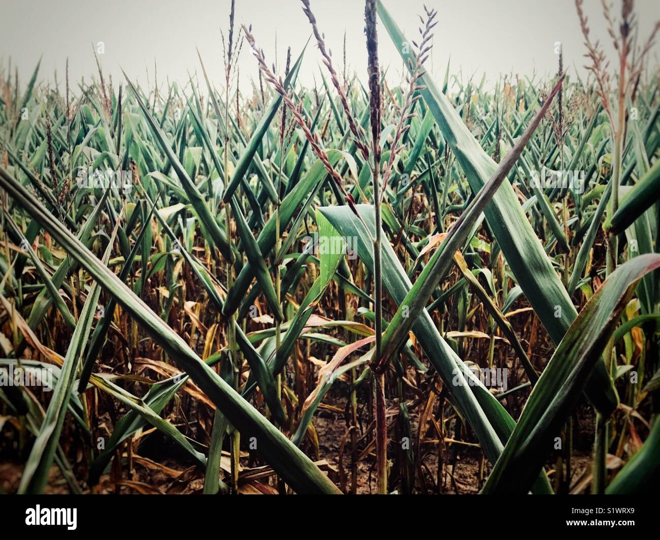 Reihen von Feld Mais mit Quasten. Stockfoto